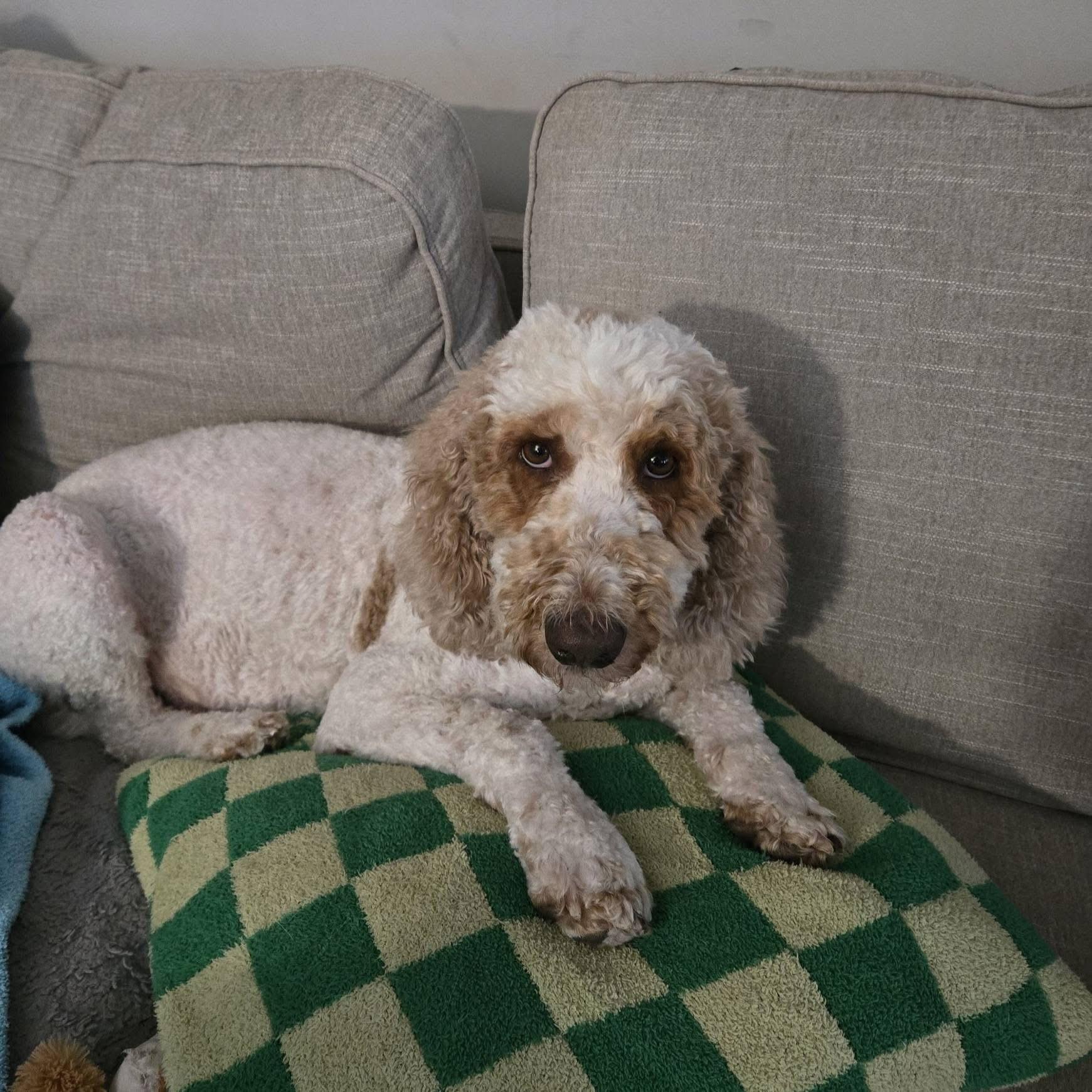 Jane. ADOPTED, an adopted Goldendoodle in Union Grove, WI image 3/6