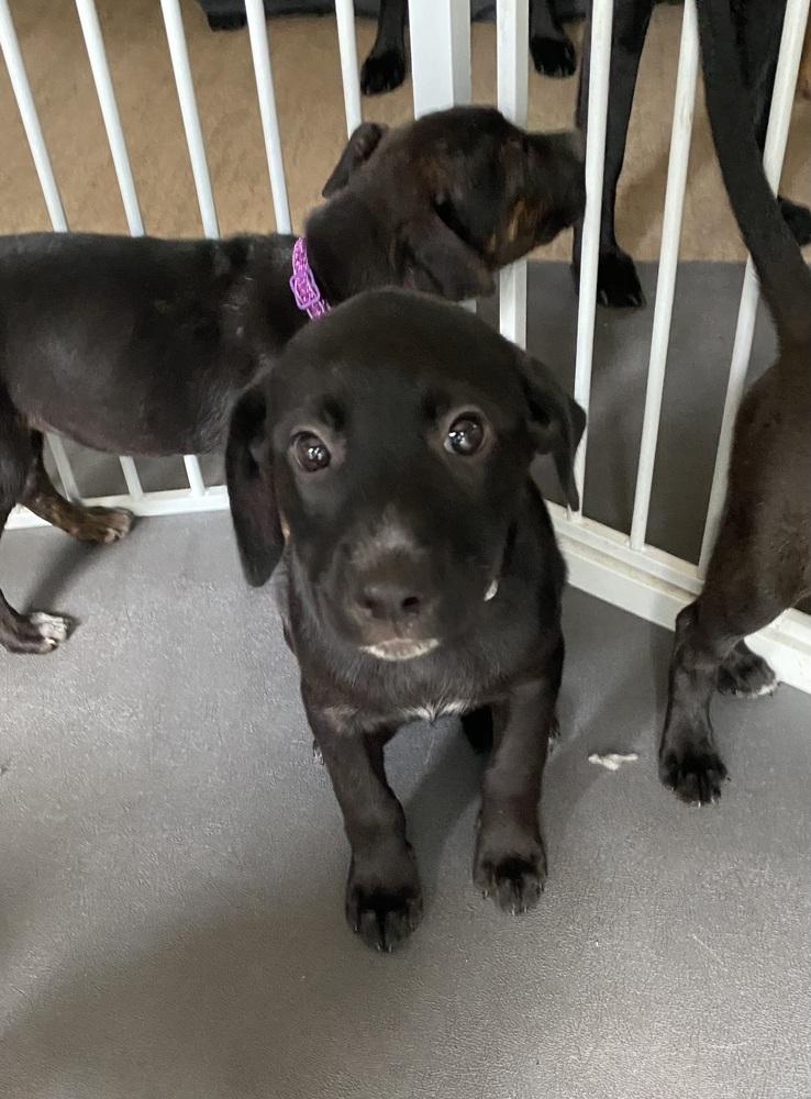 Enlarge Rosa Barks, a Adoptable mixed breed in Deerfield, WI image 4/5