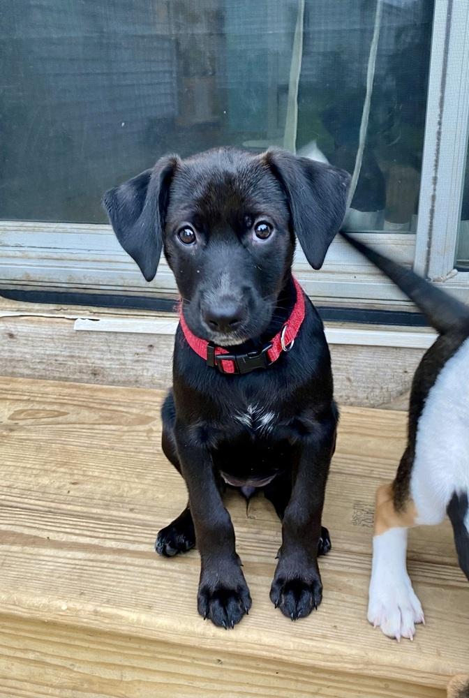 Enlarge Rosa Barks, a Adoptable mixed breed in Deerfield, WI image 5/5