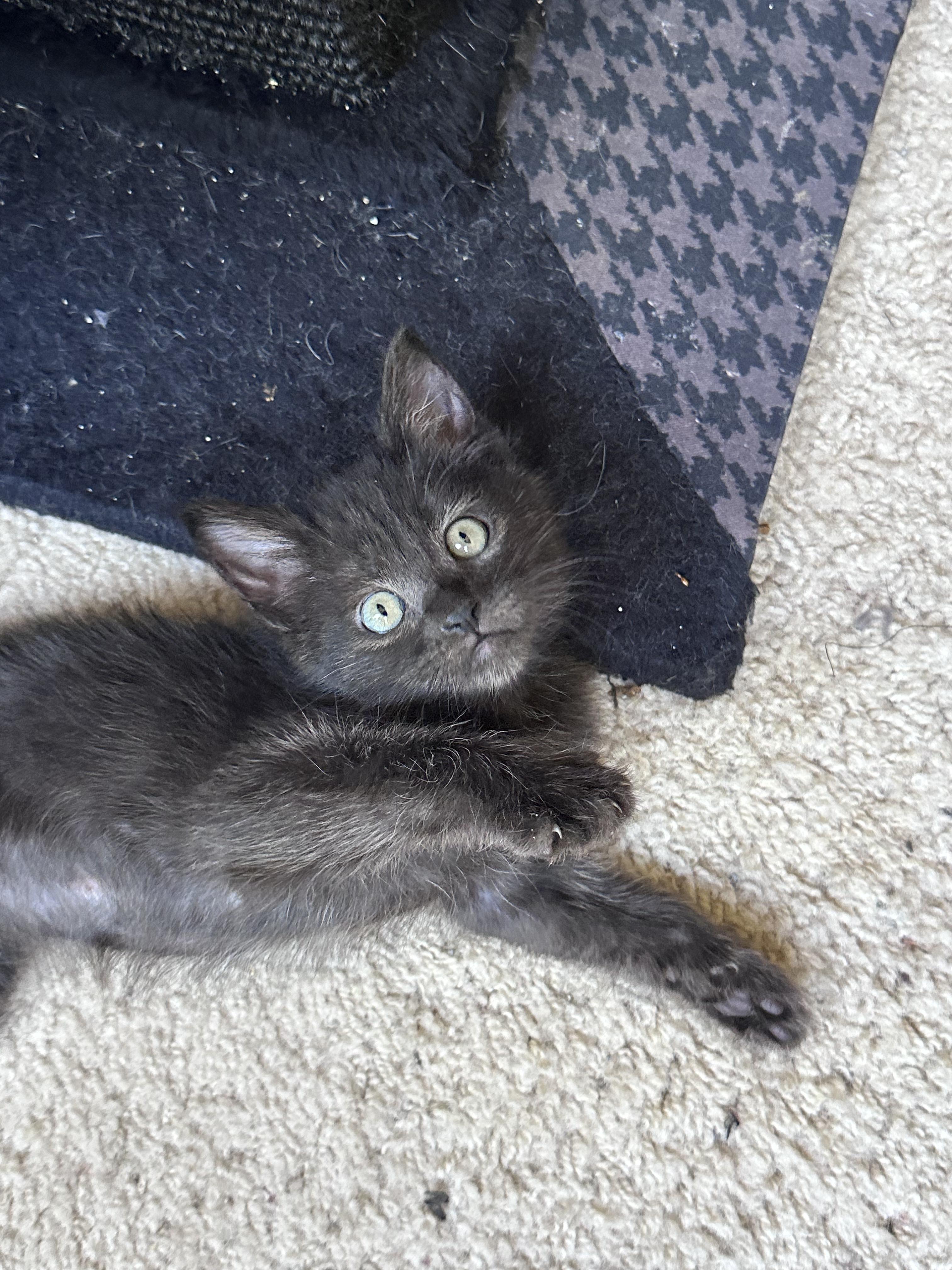 Enlarge Blueberry, an adopted Domestic Short Hair in Elk Grove, CA image 2/3