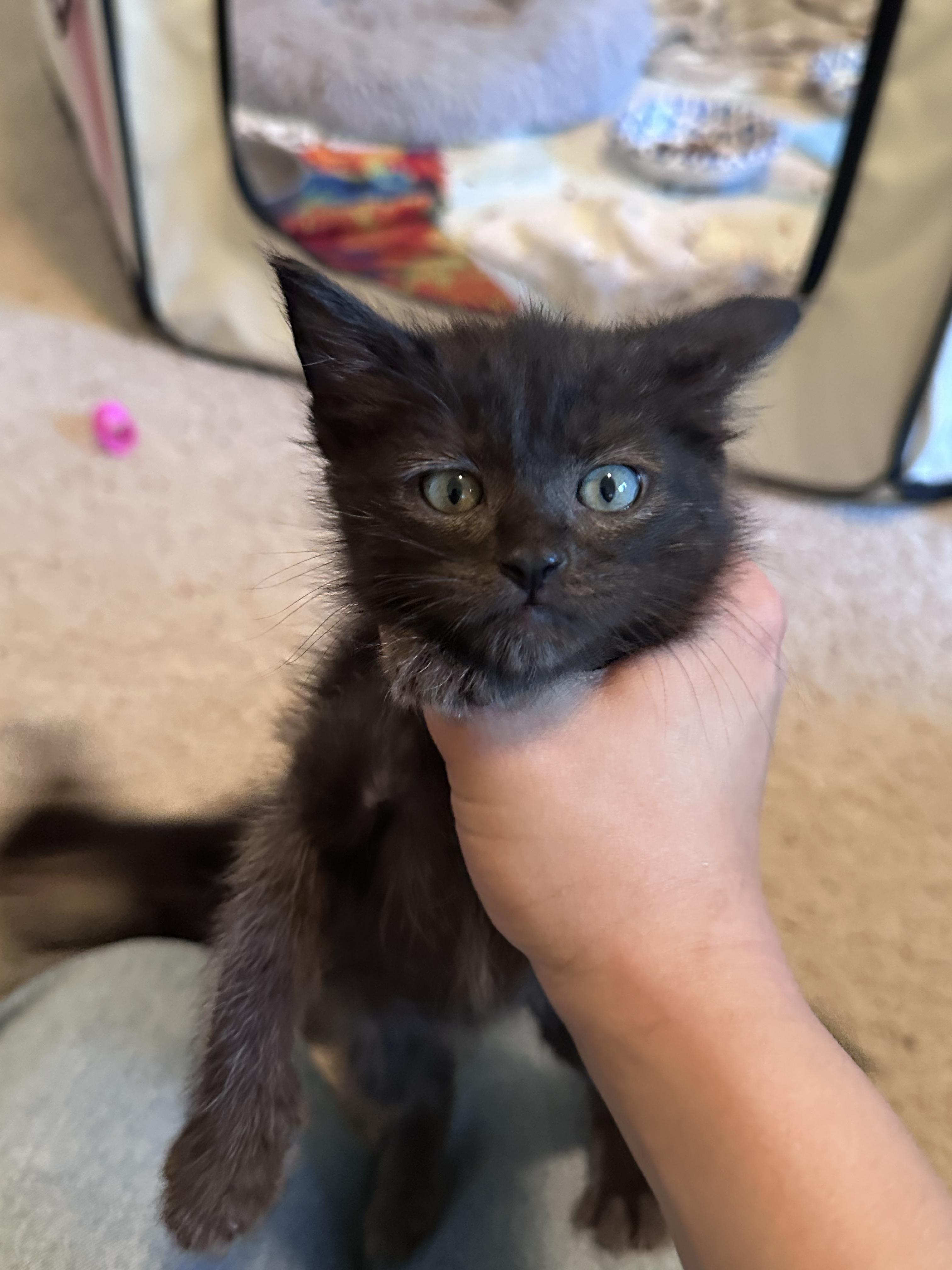 Enlarge Blueberry, an adopted Domestic Short Hair in Elk Grove, CA image 3/3