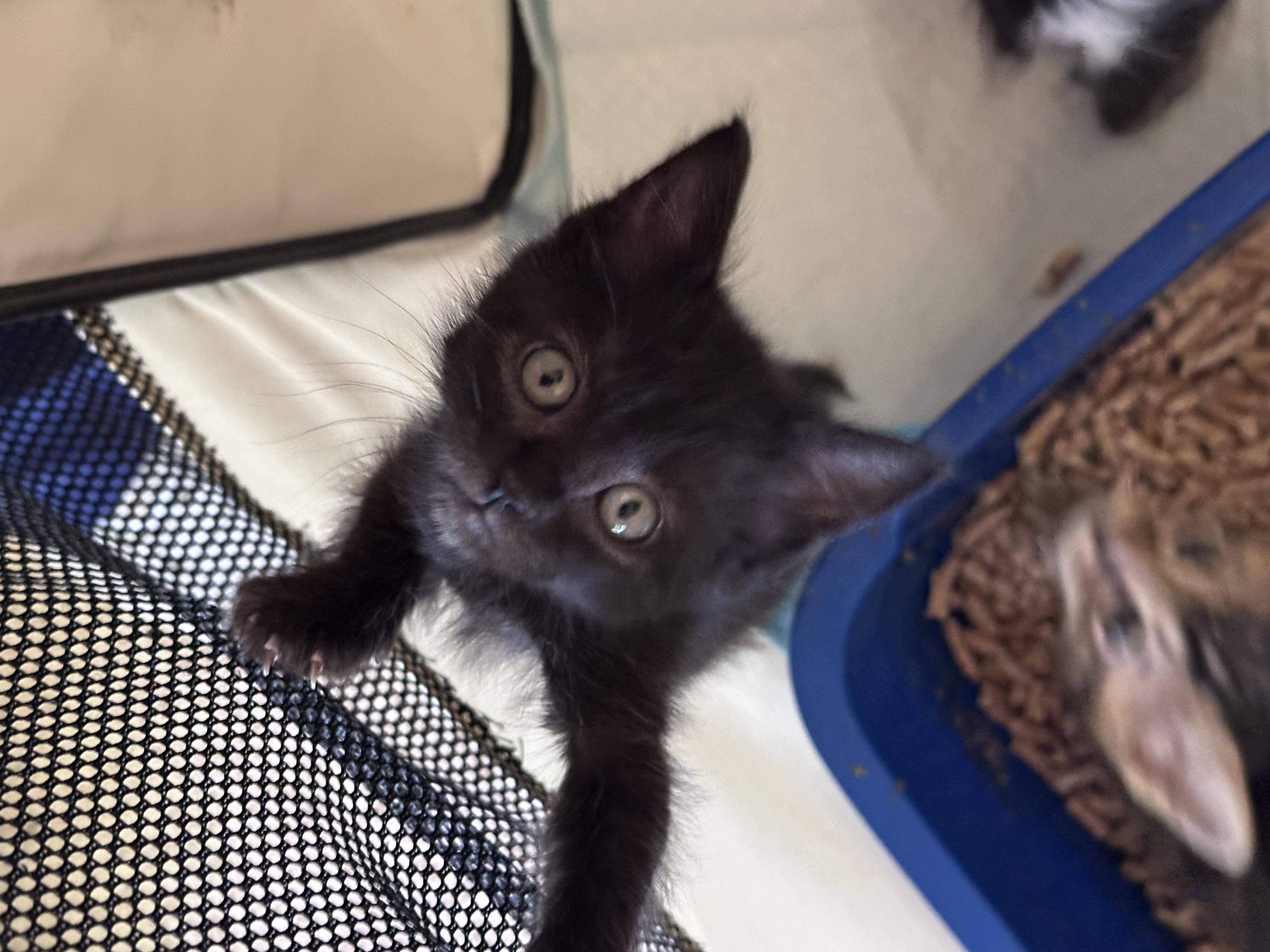 Blueberry, adopted, Kitten Male Domestic Short Hair.