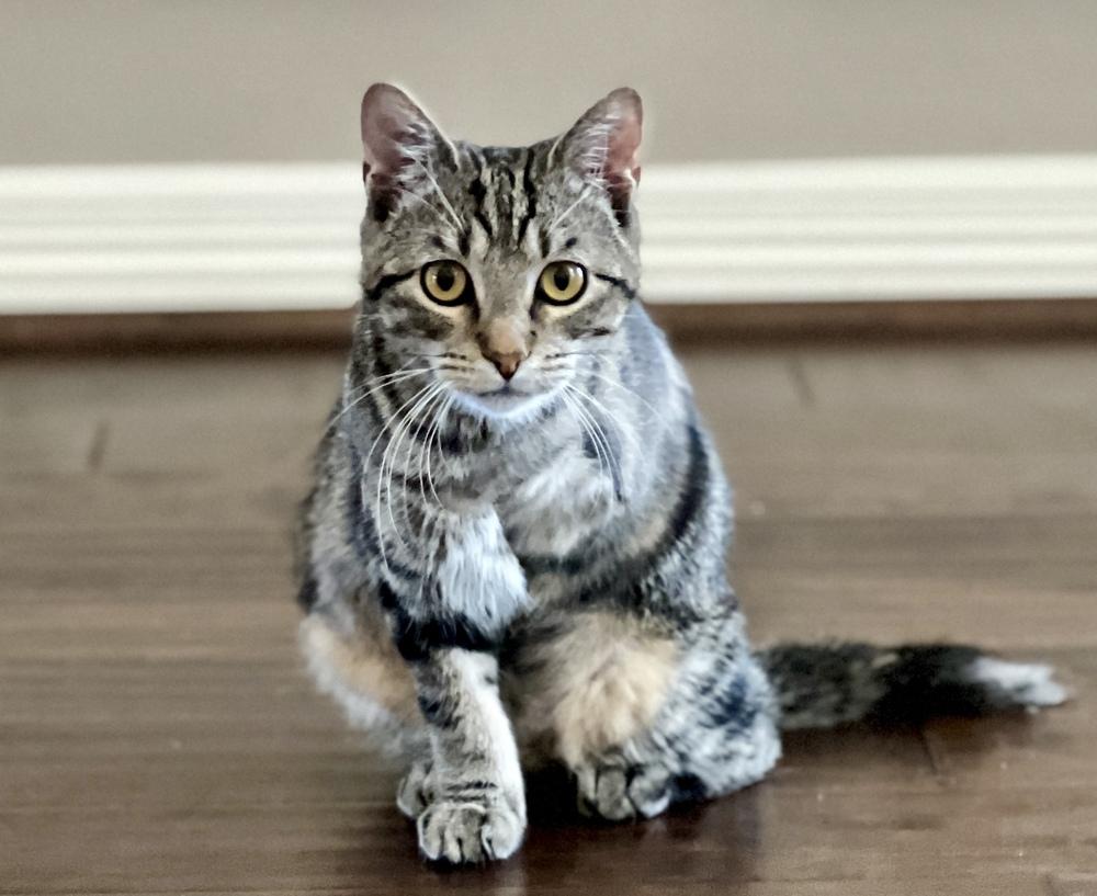 Merida — thumbnail 2