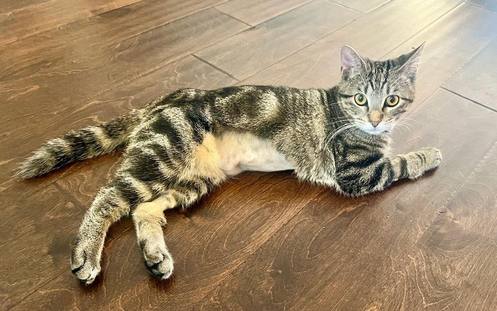 Merida — thumbnail 6