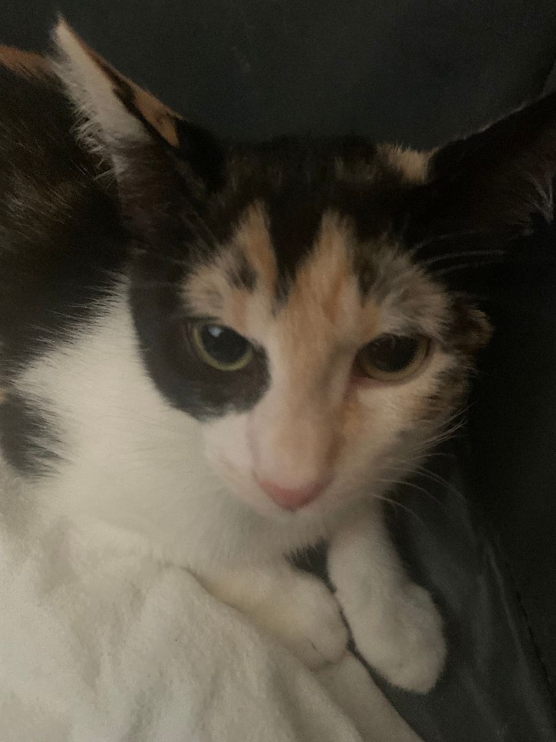 Bernadette Needs a Home!, a Adopted mixed breed in San Pedro, CA image 1/6