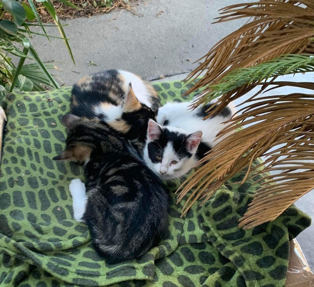 Bernadette Needs a Home!, a Adopted mixed breed in San Pedro, CA image 2/6