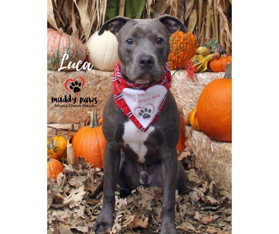 Enlarge Luca, a Adoptable Pit Bull Terrier in Council Bluffs, IA image 1/1