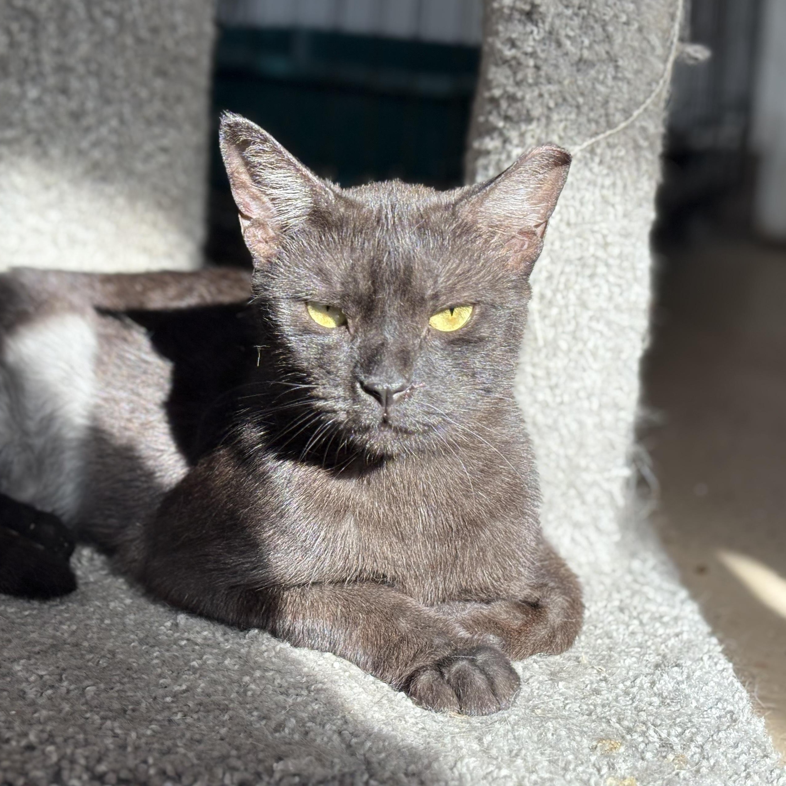 Hot Pocket, Adoptable, Adult Female Domestic Short Hair.