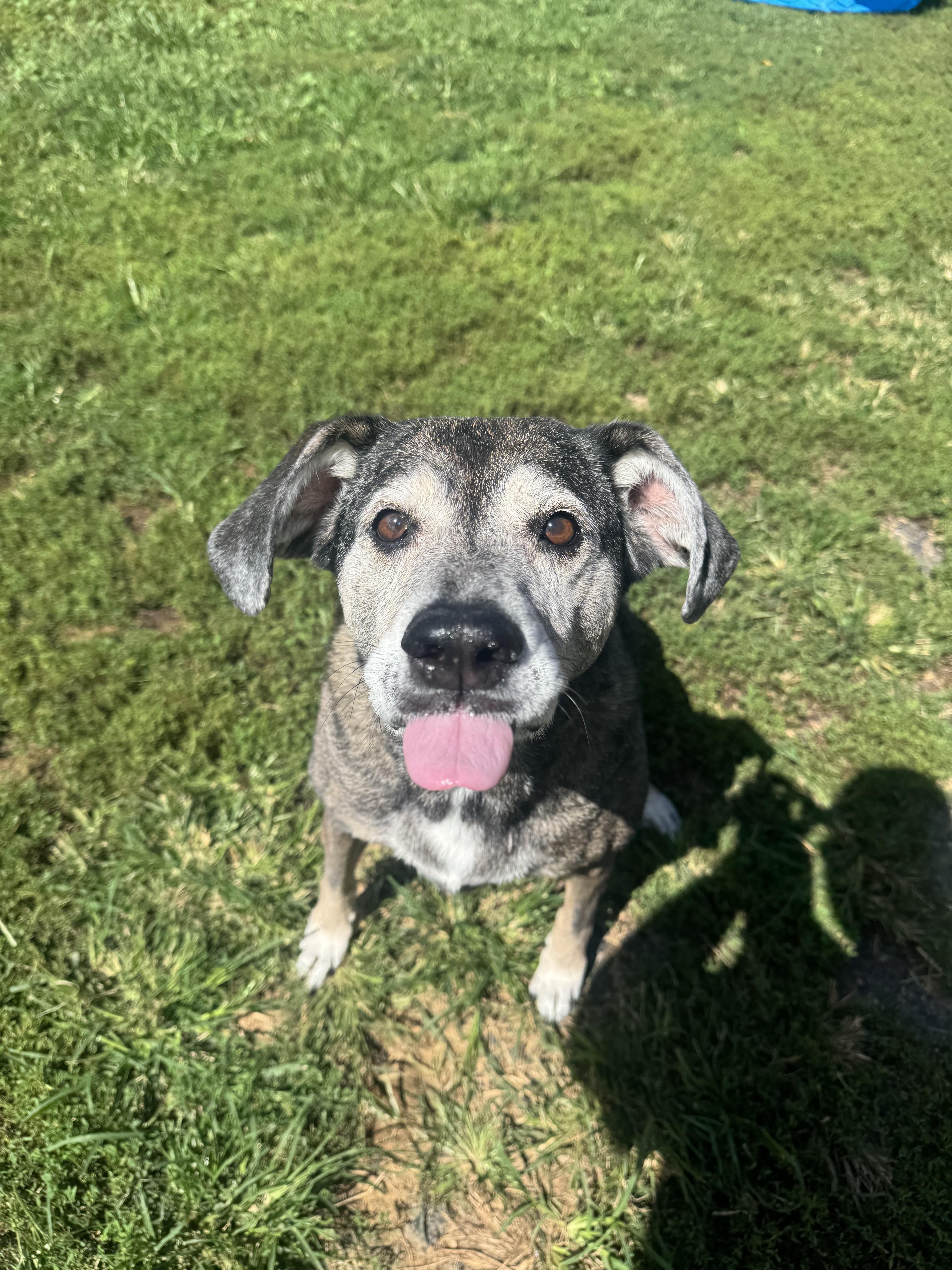 Enlarge Mia, a Adoptable mixed breed in North Canton, OH image 1/1