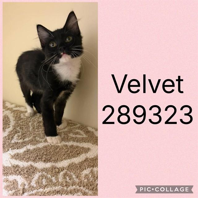VELVET, Adoptable, Kitten Female Domestic Short Hair.