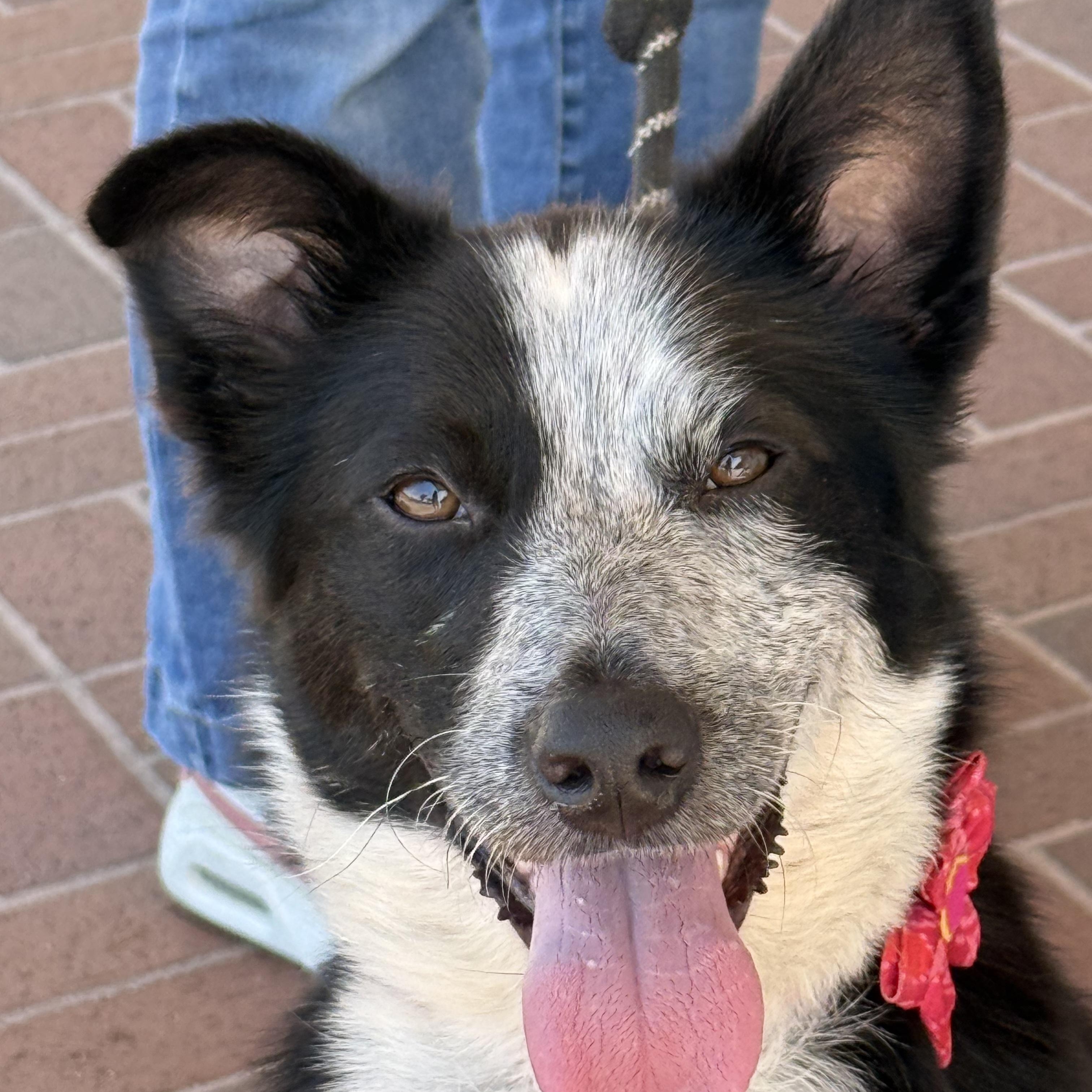 Polly, adoptable, Adult Female Border Collie.