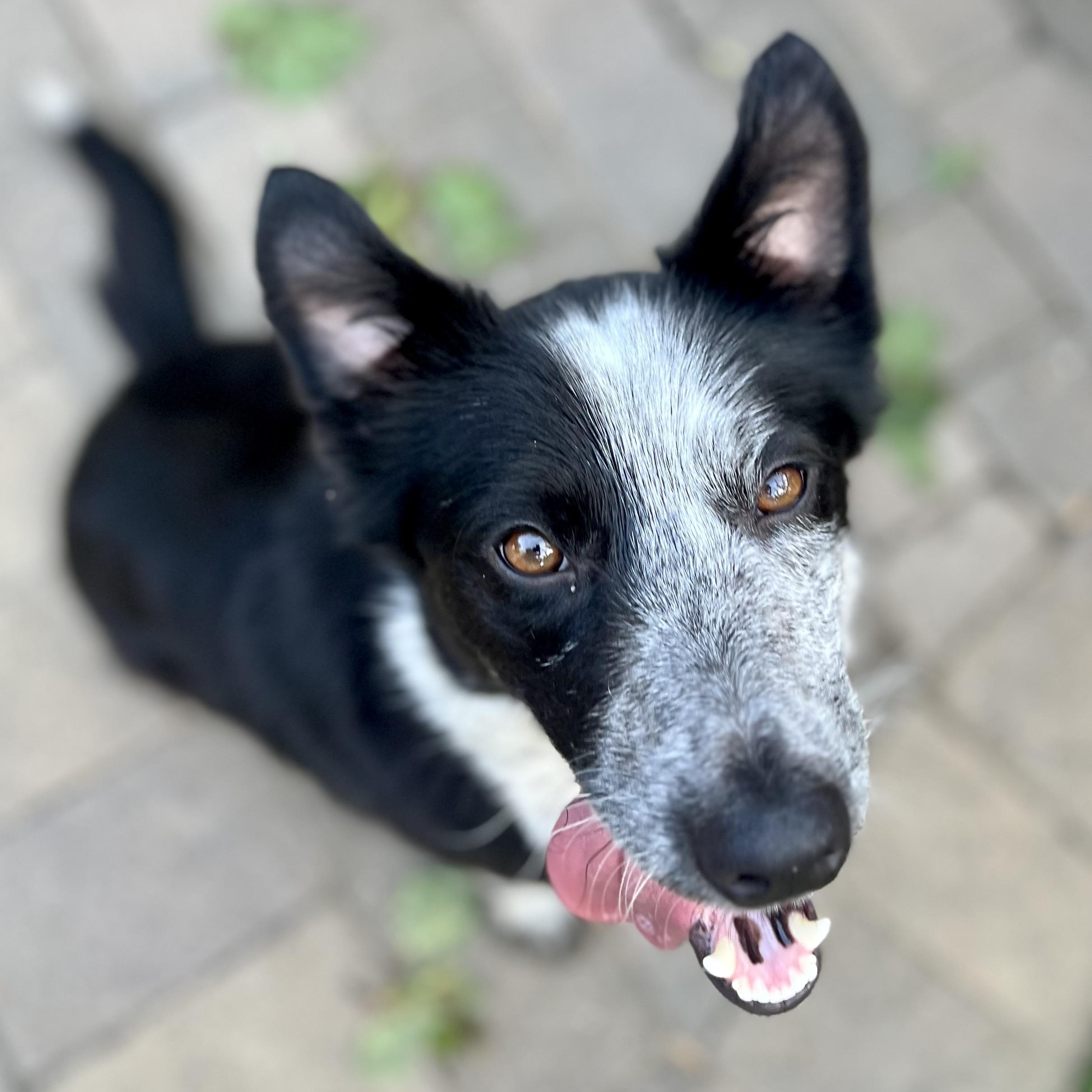 Polly, an adoptable mixed breed in Pleasanton, CA image 2/5