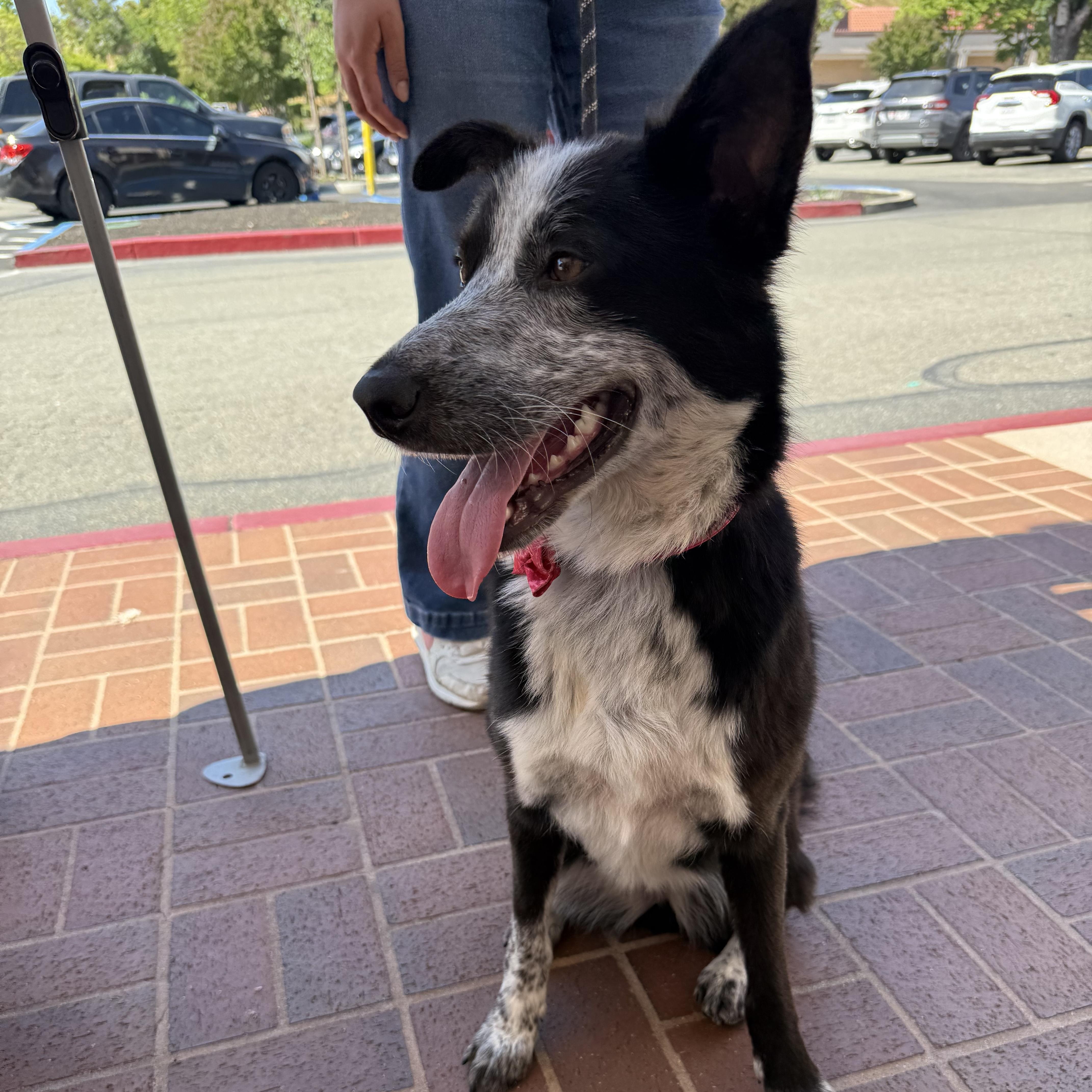 Polly, an adoptable mixed breed in Pleasanton, CA image 5/5