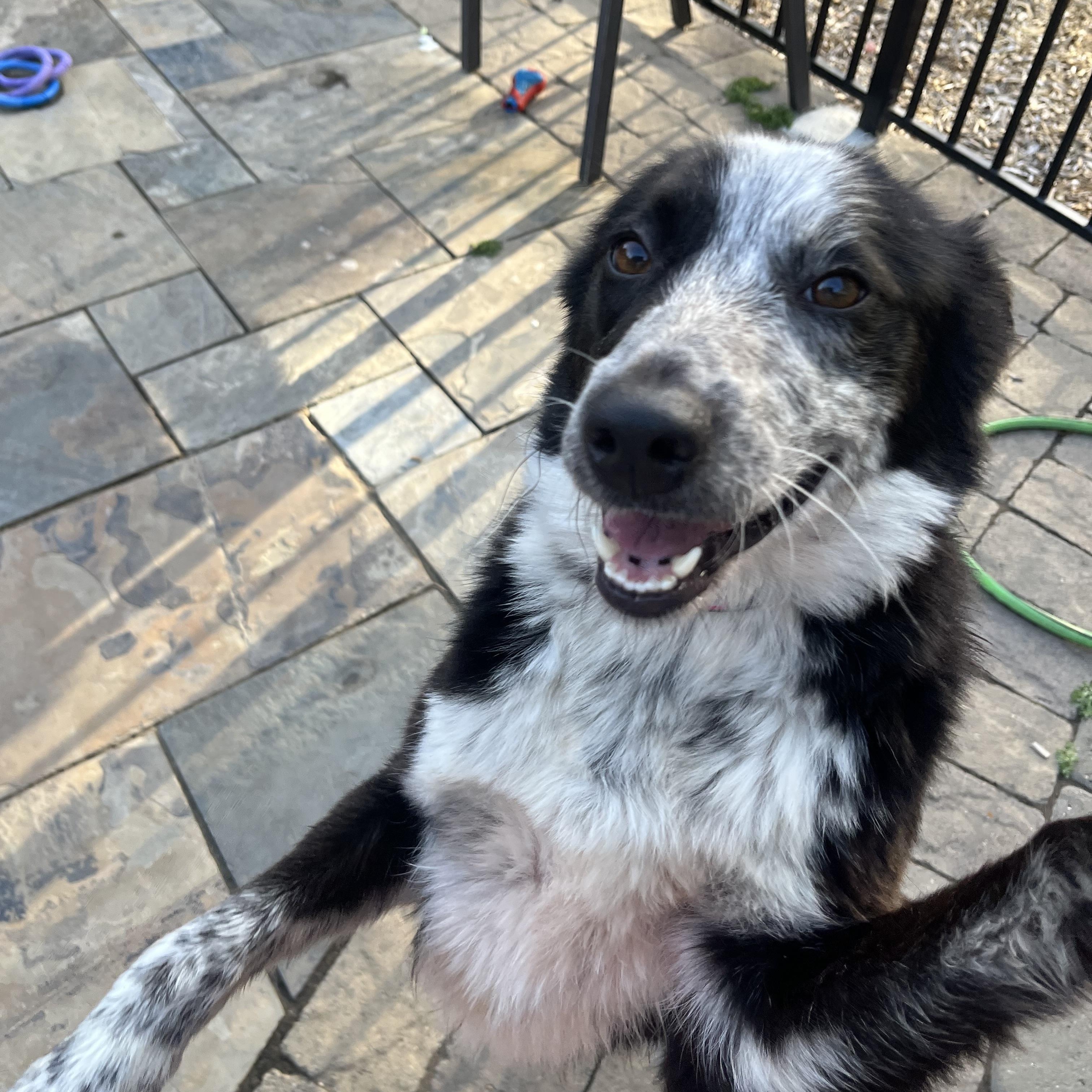 Polly, an adoptable mixed breed in Pleasanton, CA image 3/5