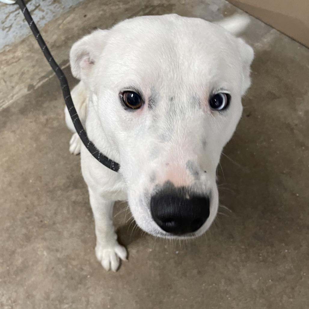 Casper, Adoptable, Adult Male Australian Shepherd & Husky.