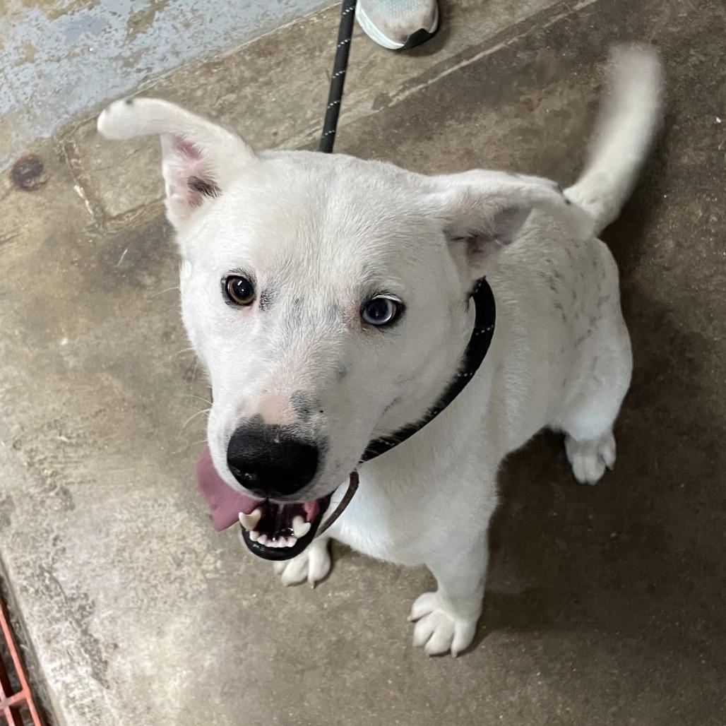 Casper, a Adoptable mixed breed in Eureka Springs, AR image 2/2
