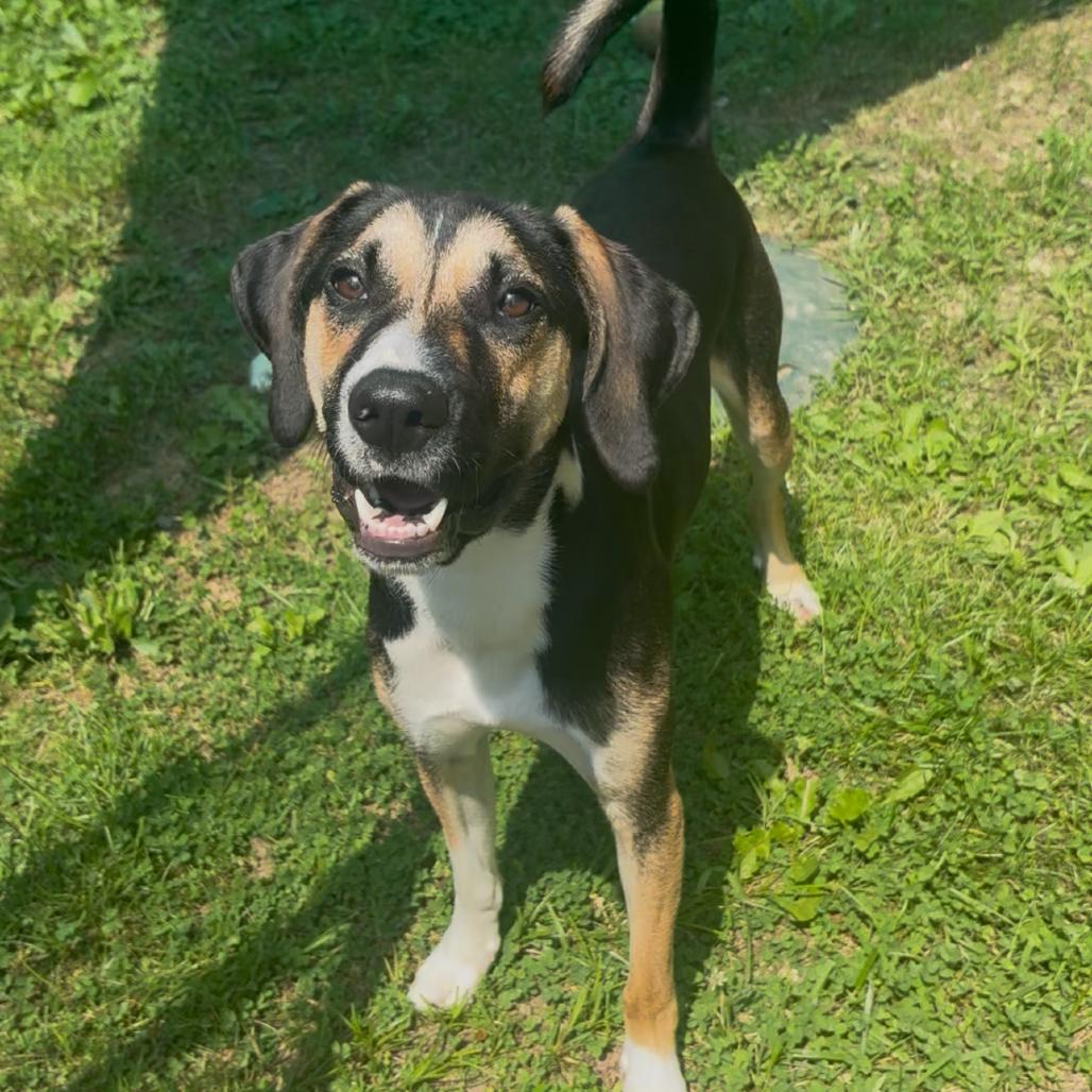 Hunter, Adoptable, Young Male Beagle & Hound.
