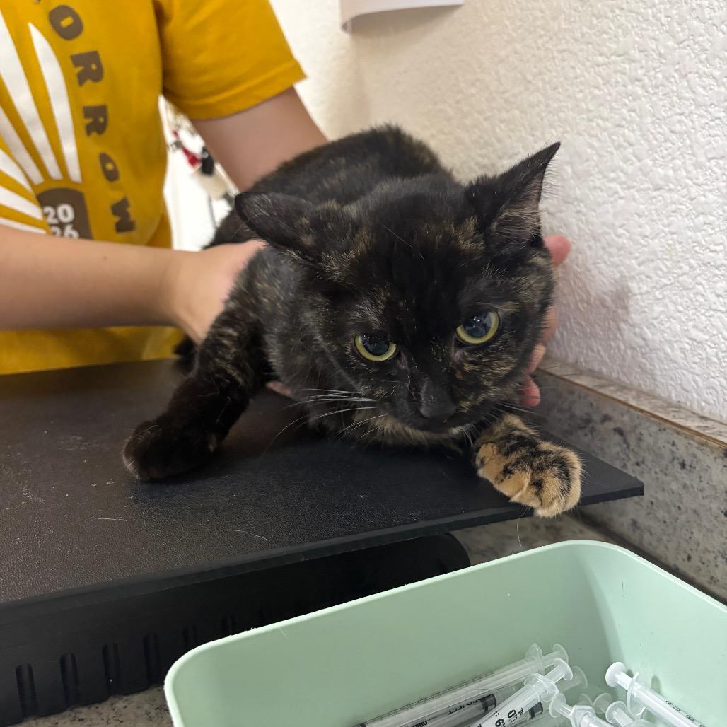 Mama Bear, Adoptable, Young Female Domestic Short Hair.