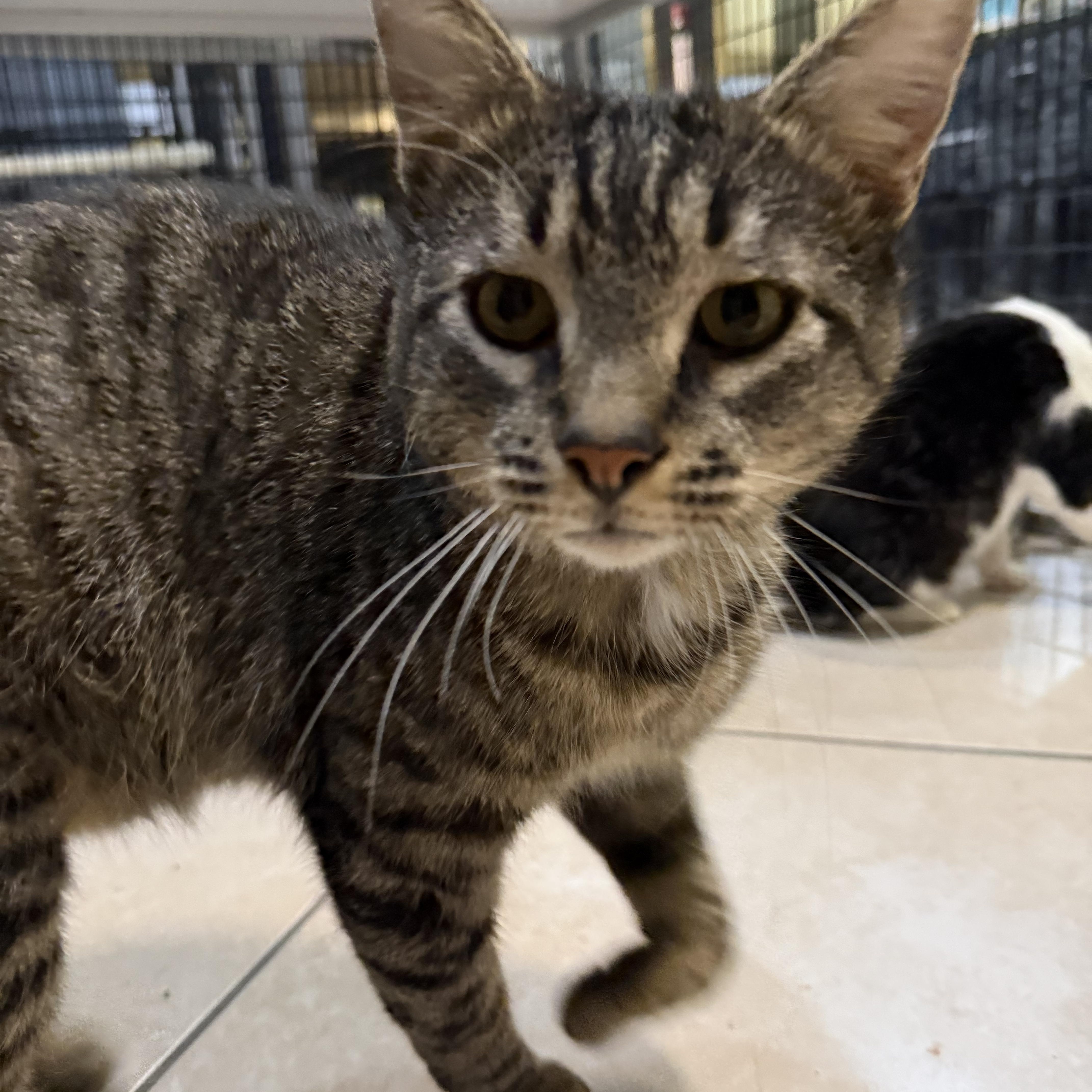 Enlarge Mac, a Adoptable Domestic Short Hair in Plymouth, MA image 3/5