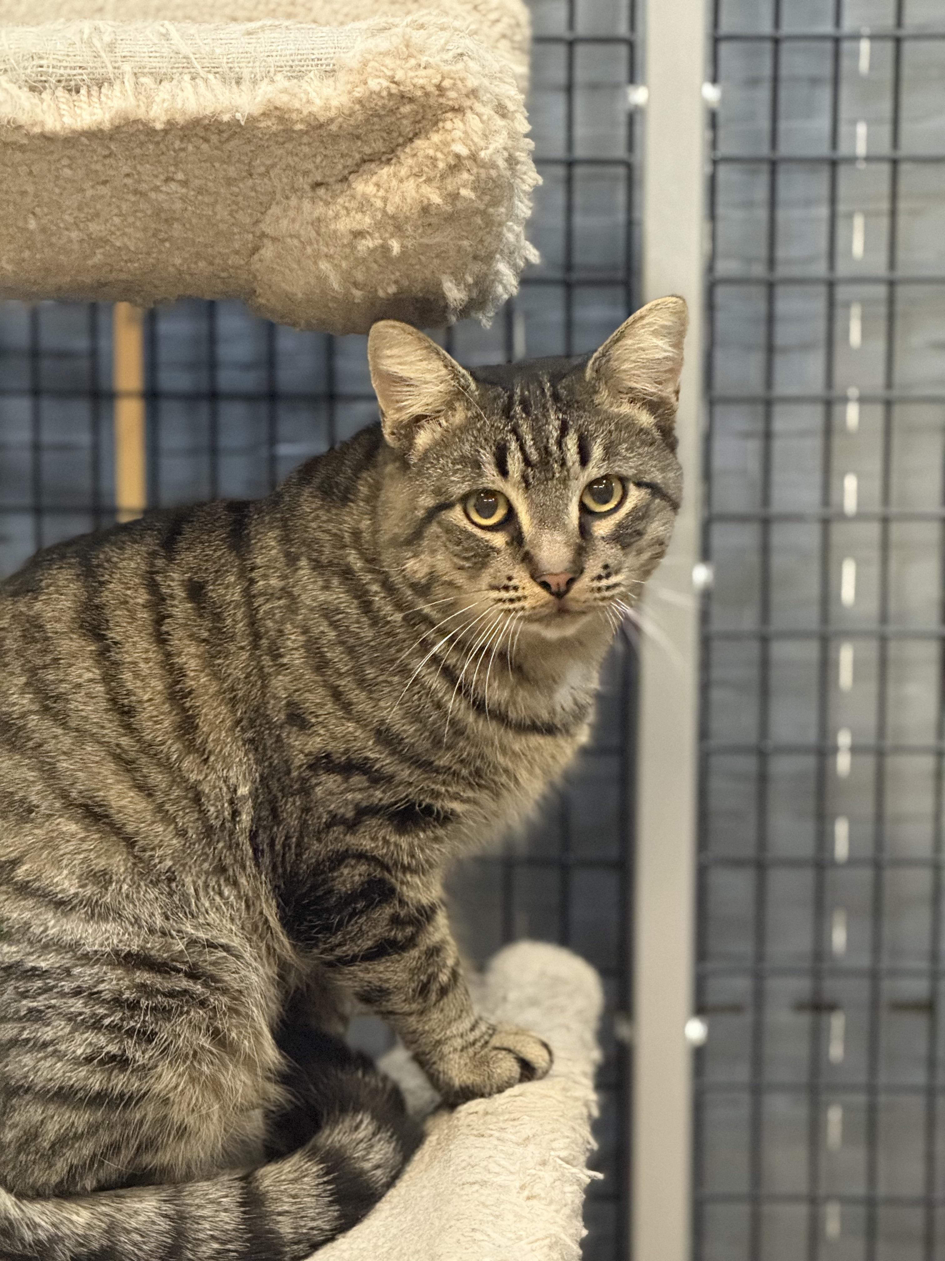 Mac, Adoptable, Adult Male Domestic Short Hair.