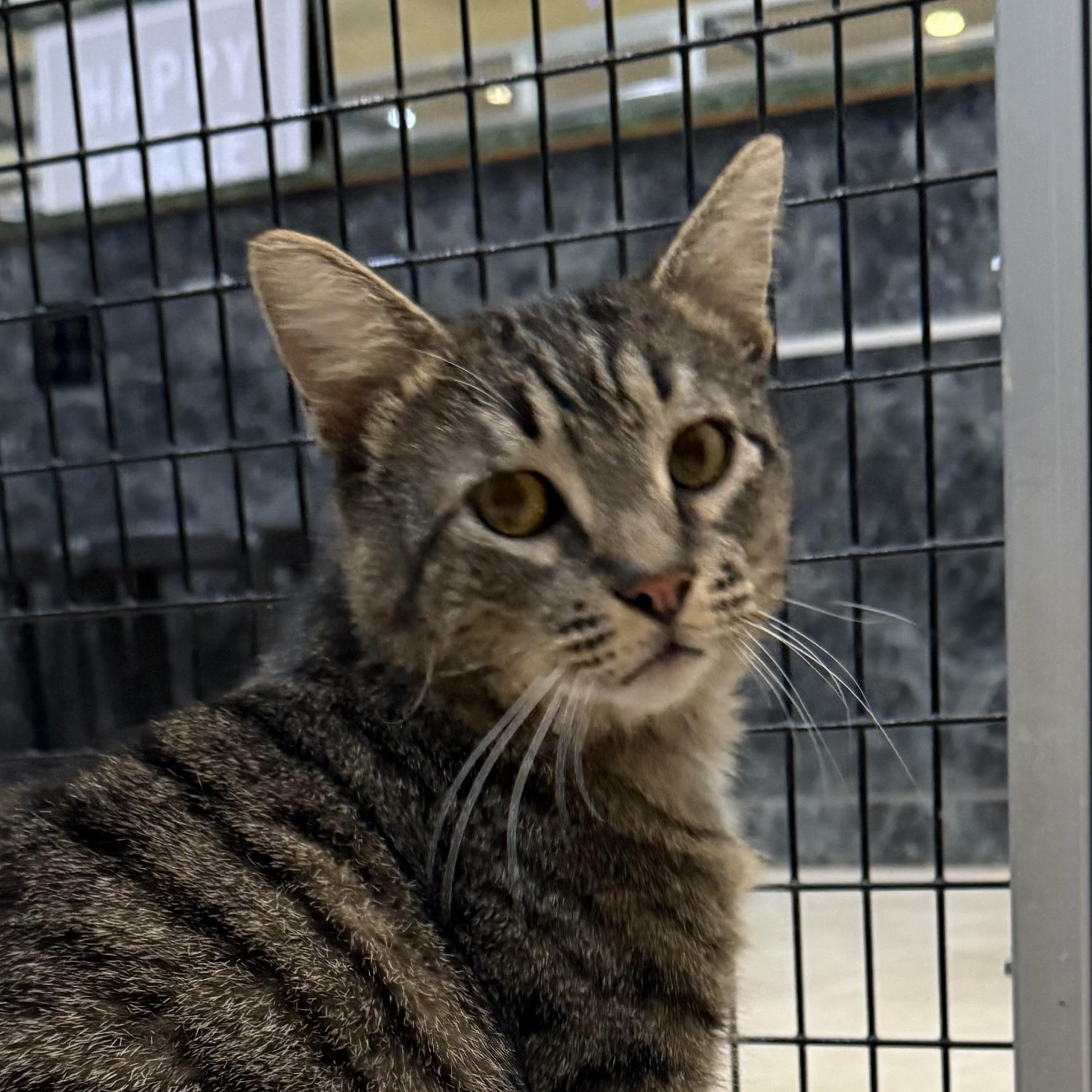 Mac, Adoptable, Adult Male Domestic Short Hair.