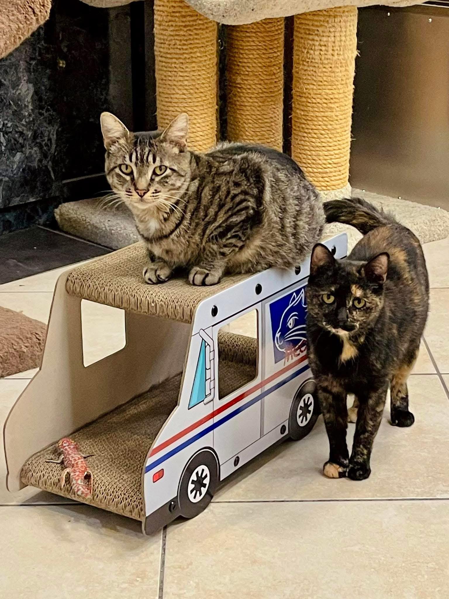 Enlarge Mac, a Adoptable Domestic Short Hair in Plymouth, MA image 5/5