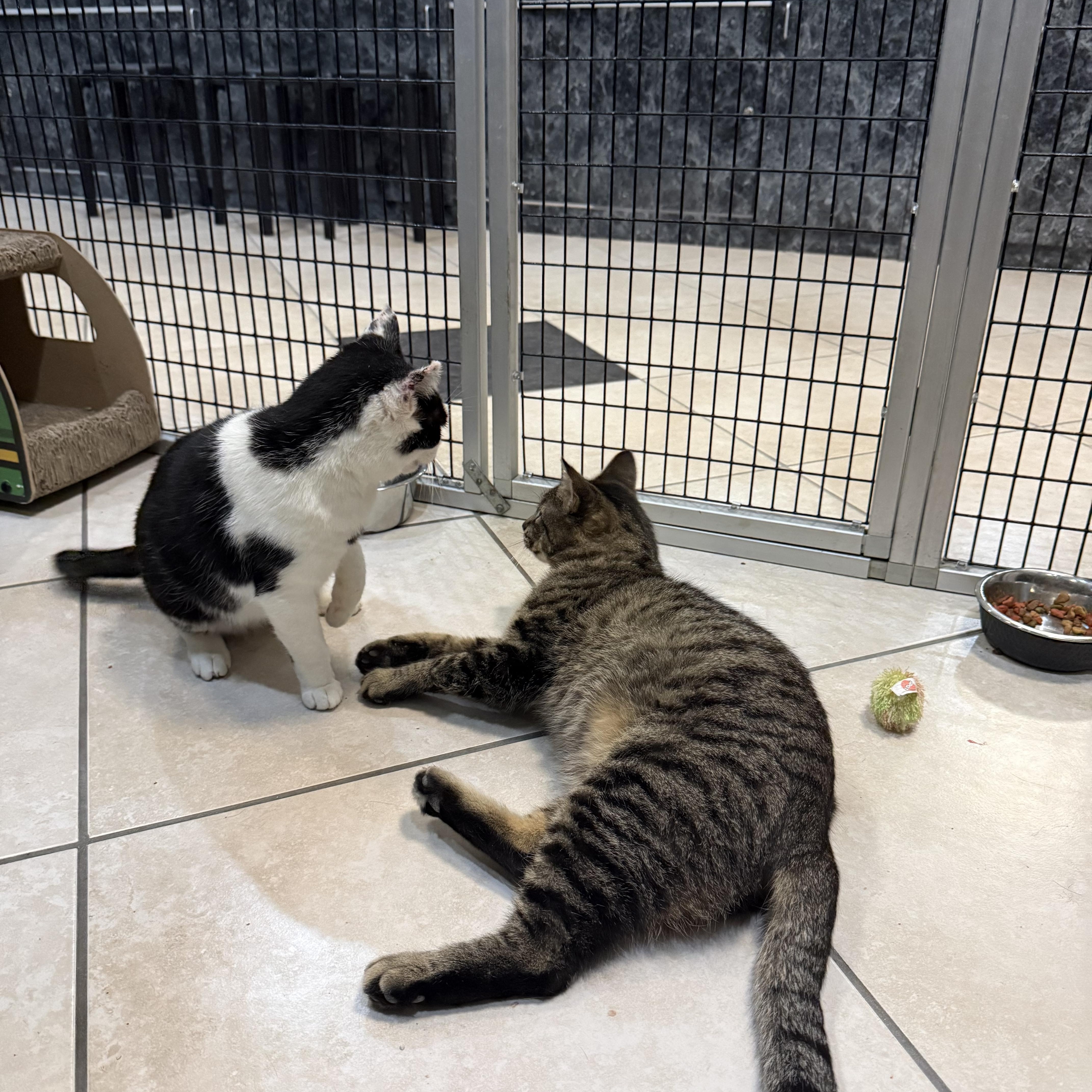 Enlarge Mac, a Adoptable Domestic Short Hair in Plymouth, MA image 5/5