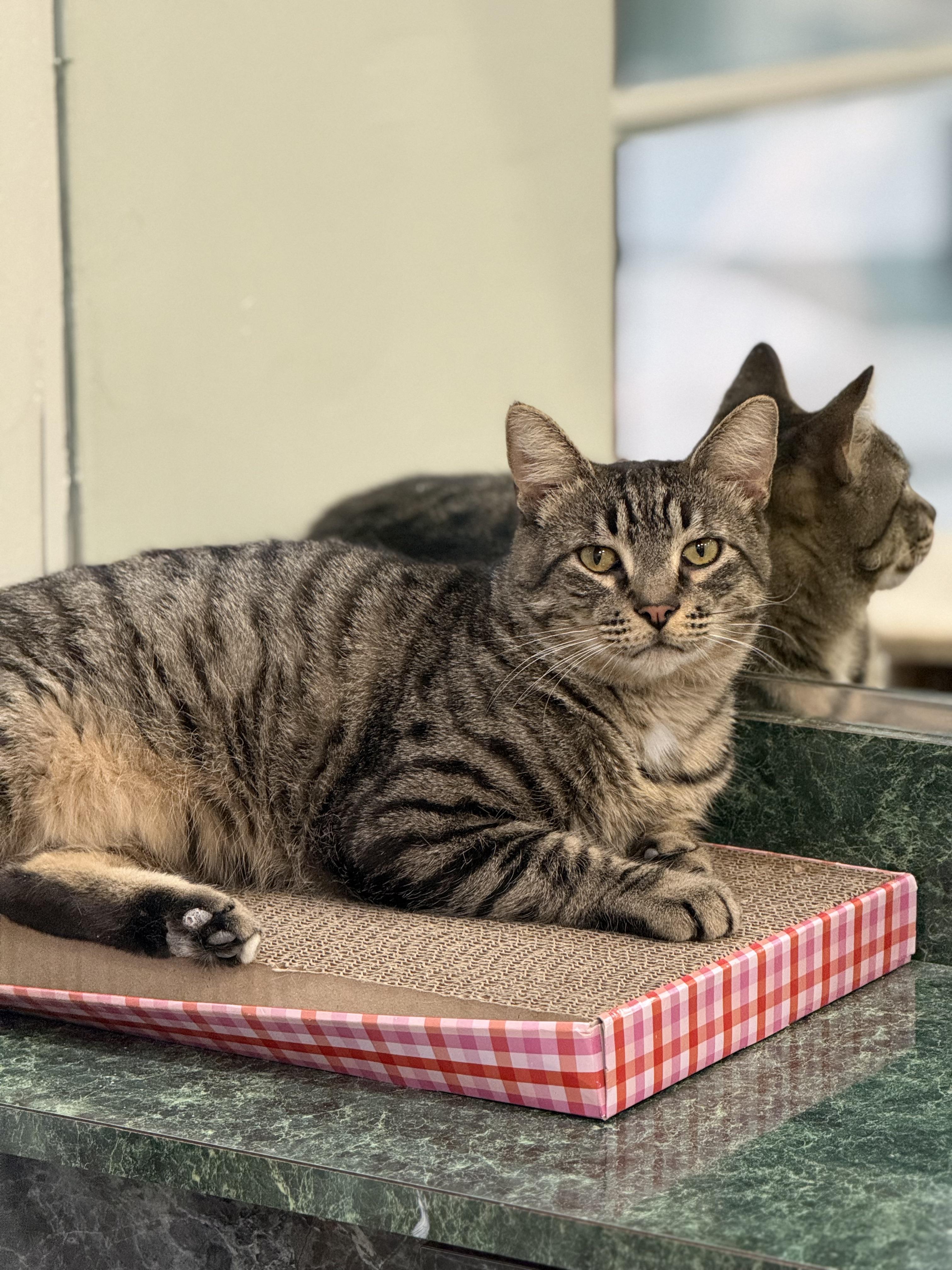 Enlarge Mac, an adopted Domestic Short Hair in Plymouth, MA image 1/5