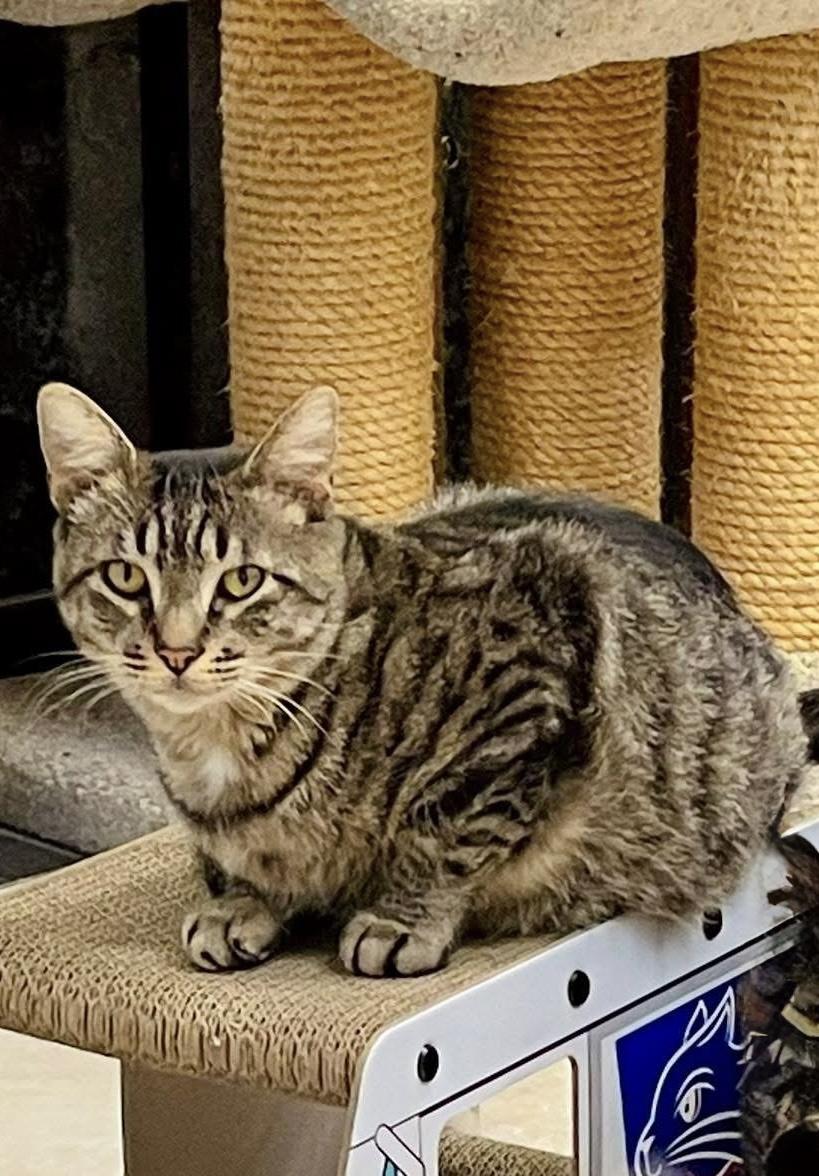 Mac, Adoptable, Adult Male Domestic Short Hair.