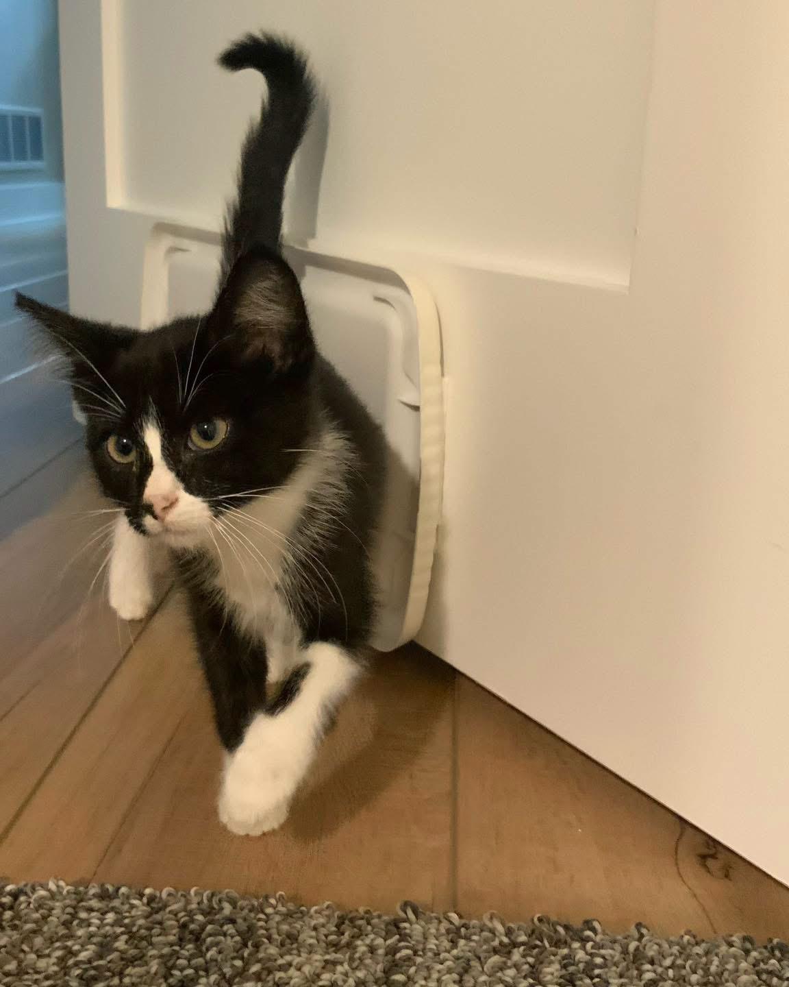 Keurig, a ADOPTABLE Tuxedo in Grand Haven, MI image 2/3