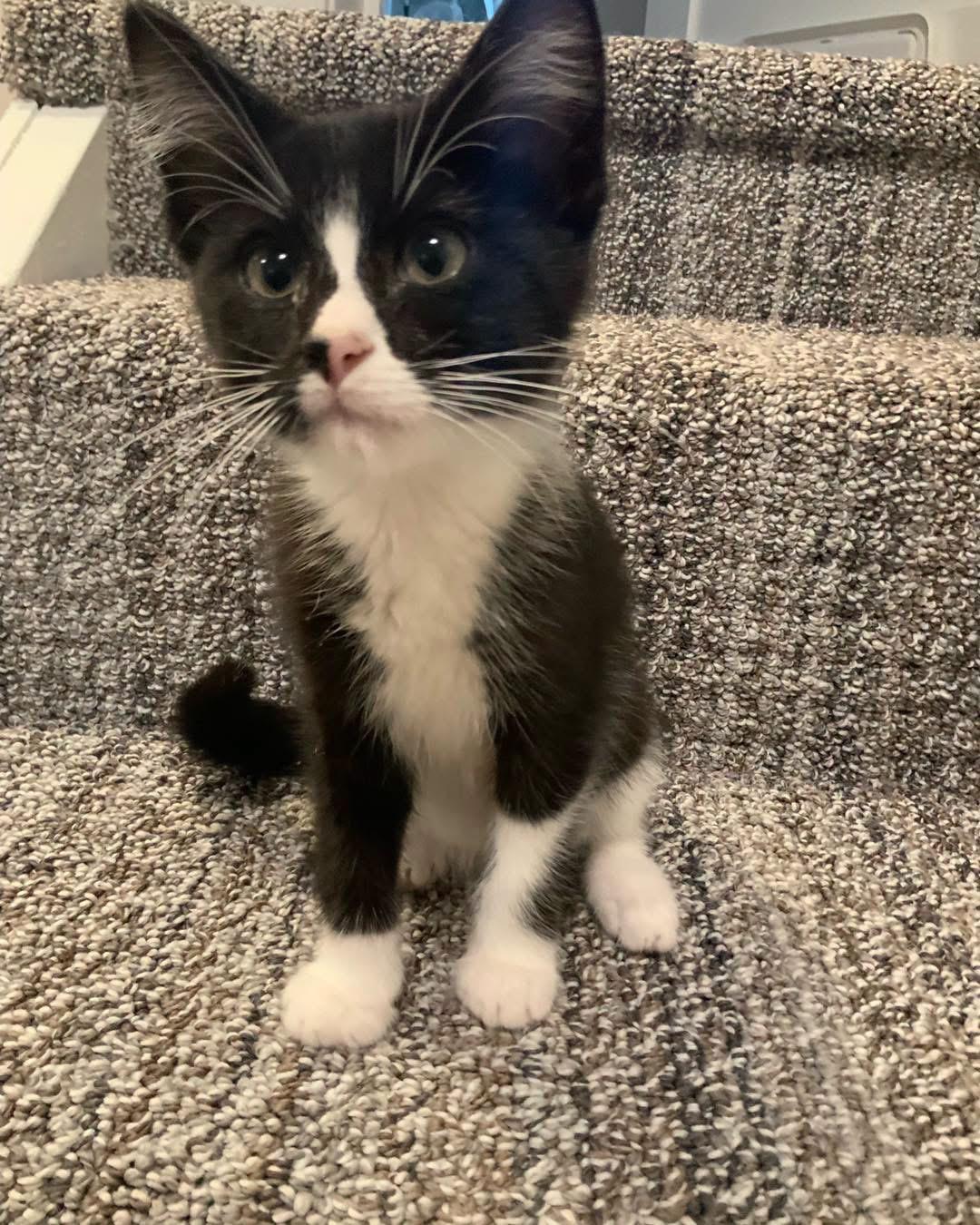 Keurig, ADOPTABLE, Kitten Female Tuxedo.