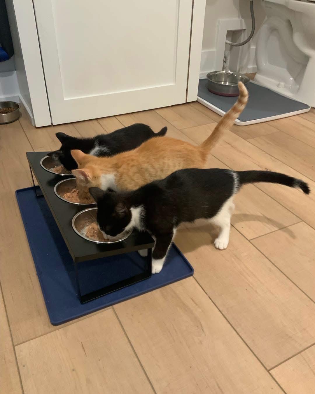 Keurig, a ADOPTABLE Tuxedo in Grand Haven, MI image 3/3
