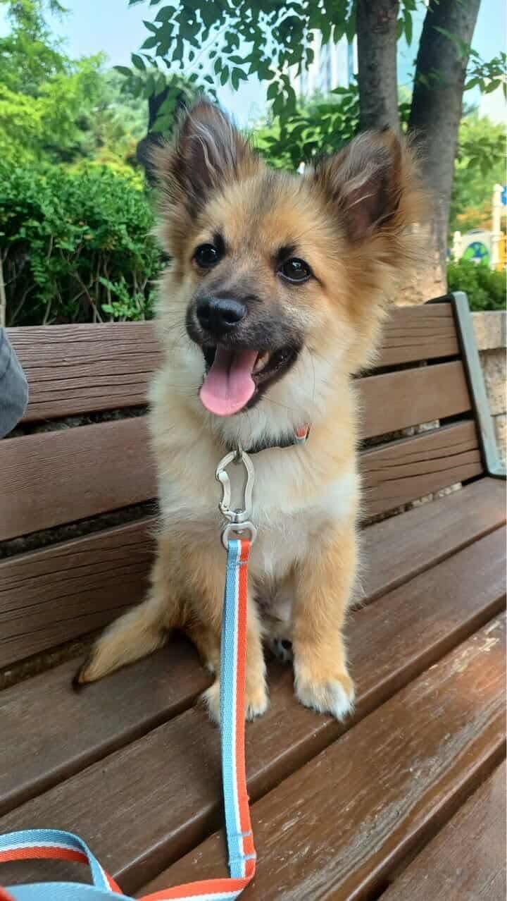 CHAKA, Adopted, Puppy Male Pomeranian & Spaniel.