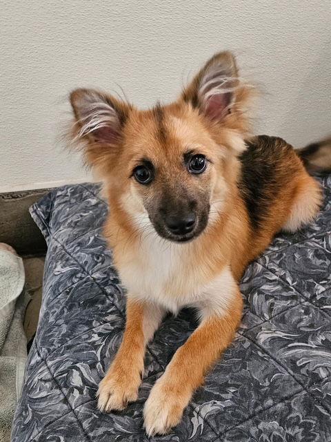 Enlarge CHAKA, a Adopted mixed breed in Agoura Hills, CA image 2/3