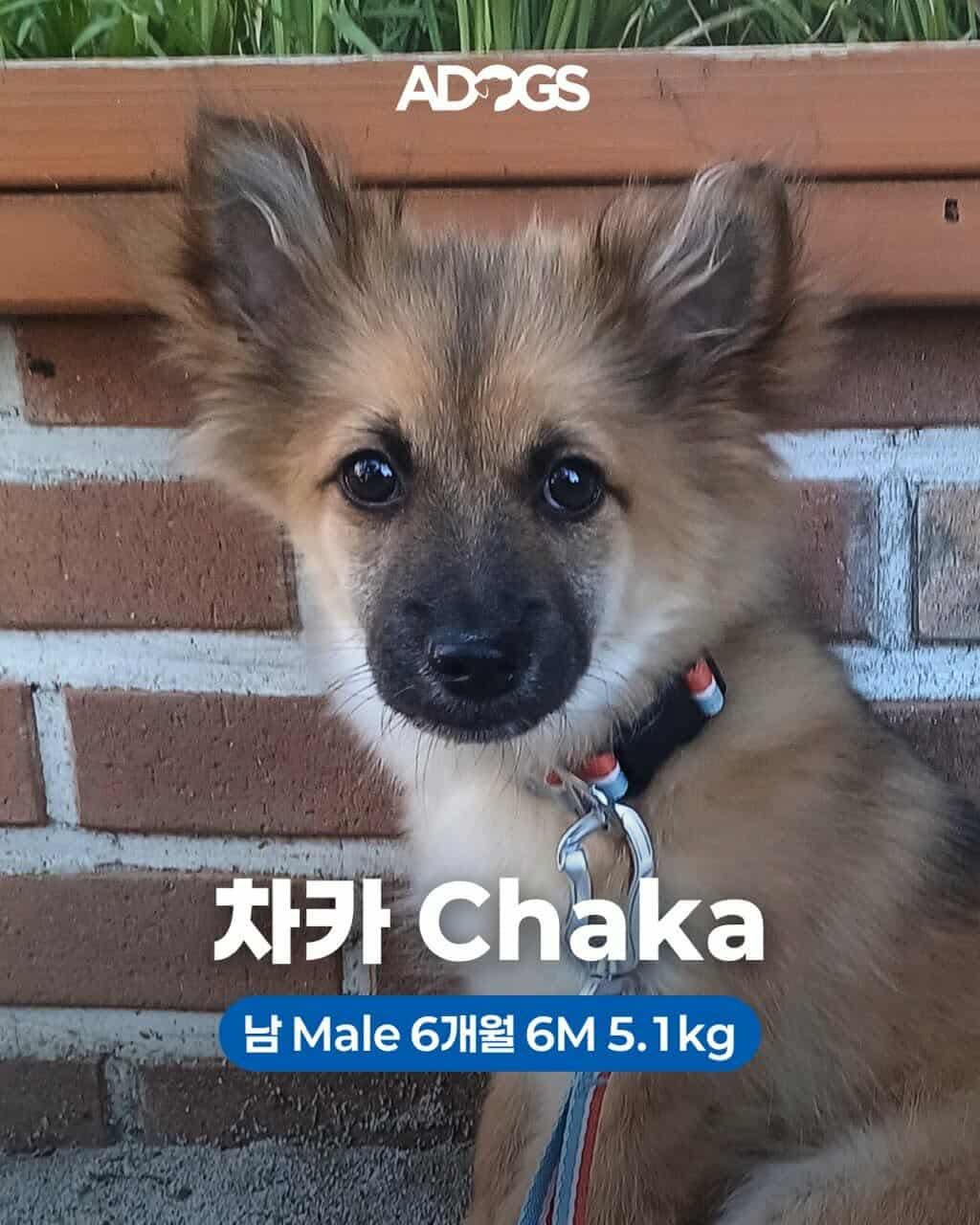 Enlarge CHAKA, a Adopted mixed breed in Agoura Hills, CA image 3/3