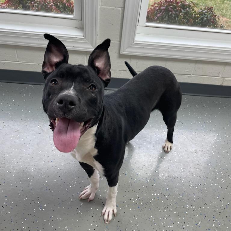 Mustard, Adoptable, Young Female Mixed Breed.