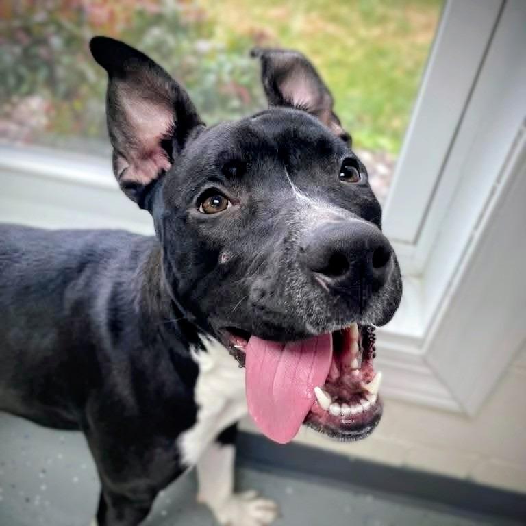 Enlarge Mustard, a Adoptable Mixed Breed in Danville, KY image 2/4
