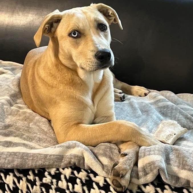 Enlarge Luna, a Adoptable mixed breed in Kentwood, MI image 1/6