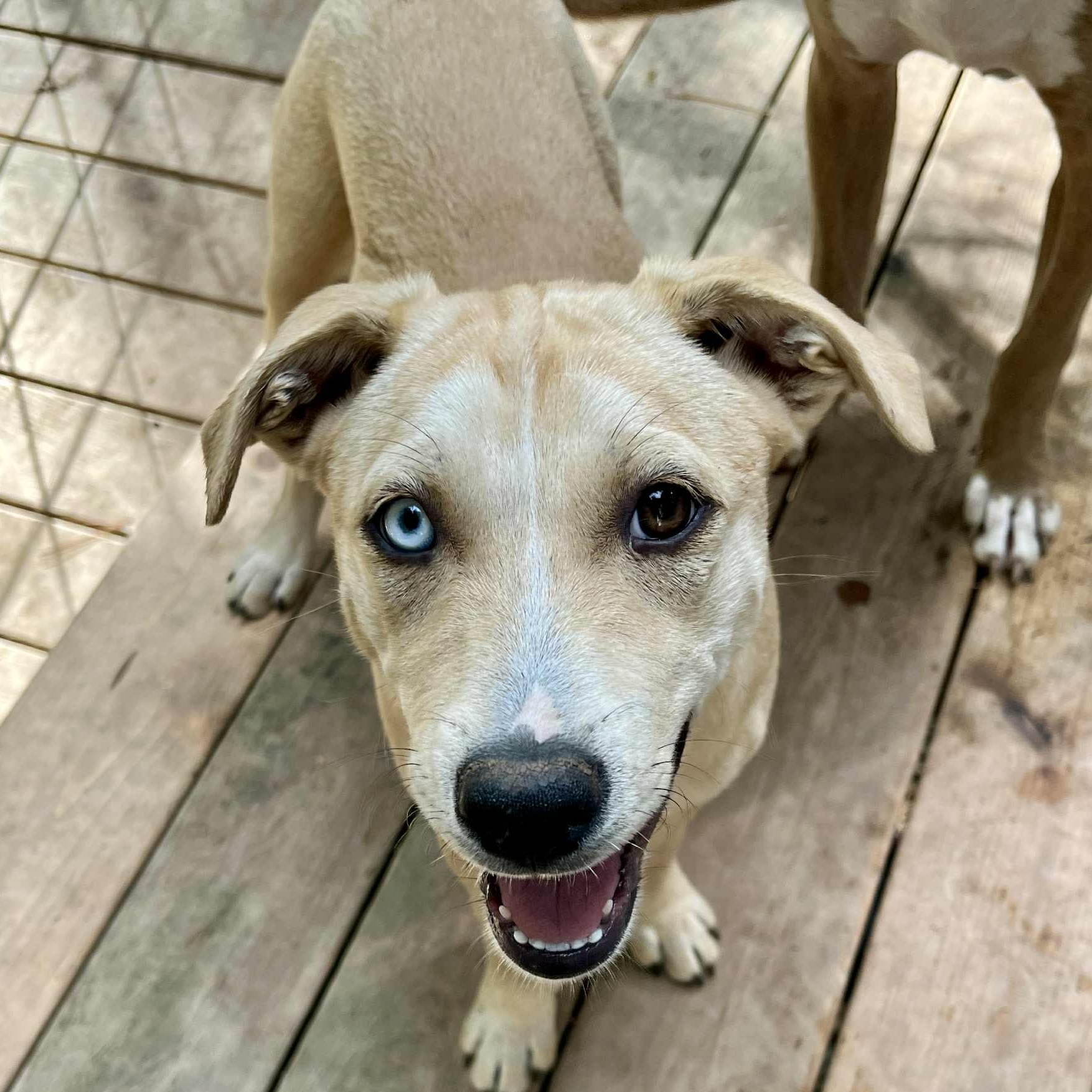 Enlarge Luna, a Adoptable mixed breed in Kentwood, MI image 4/6