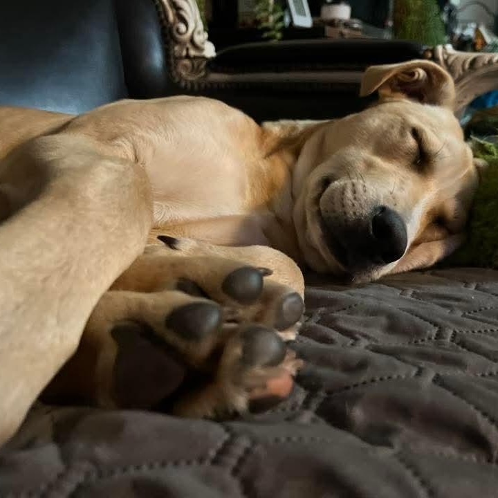 Enlarge Luna, a Adoptable mixed breed in Kentwood, MI image 2/6