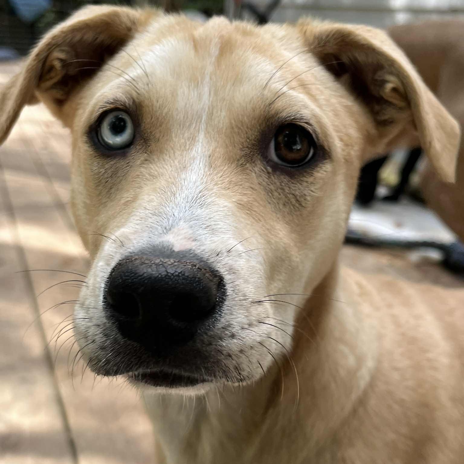 Enlarge Luna, a Adoptable mixed breed in Kentwood, MI image 5/6