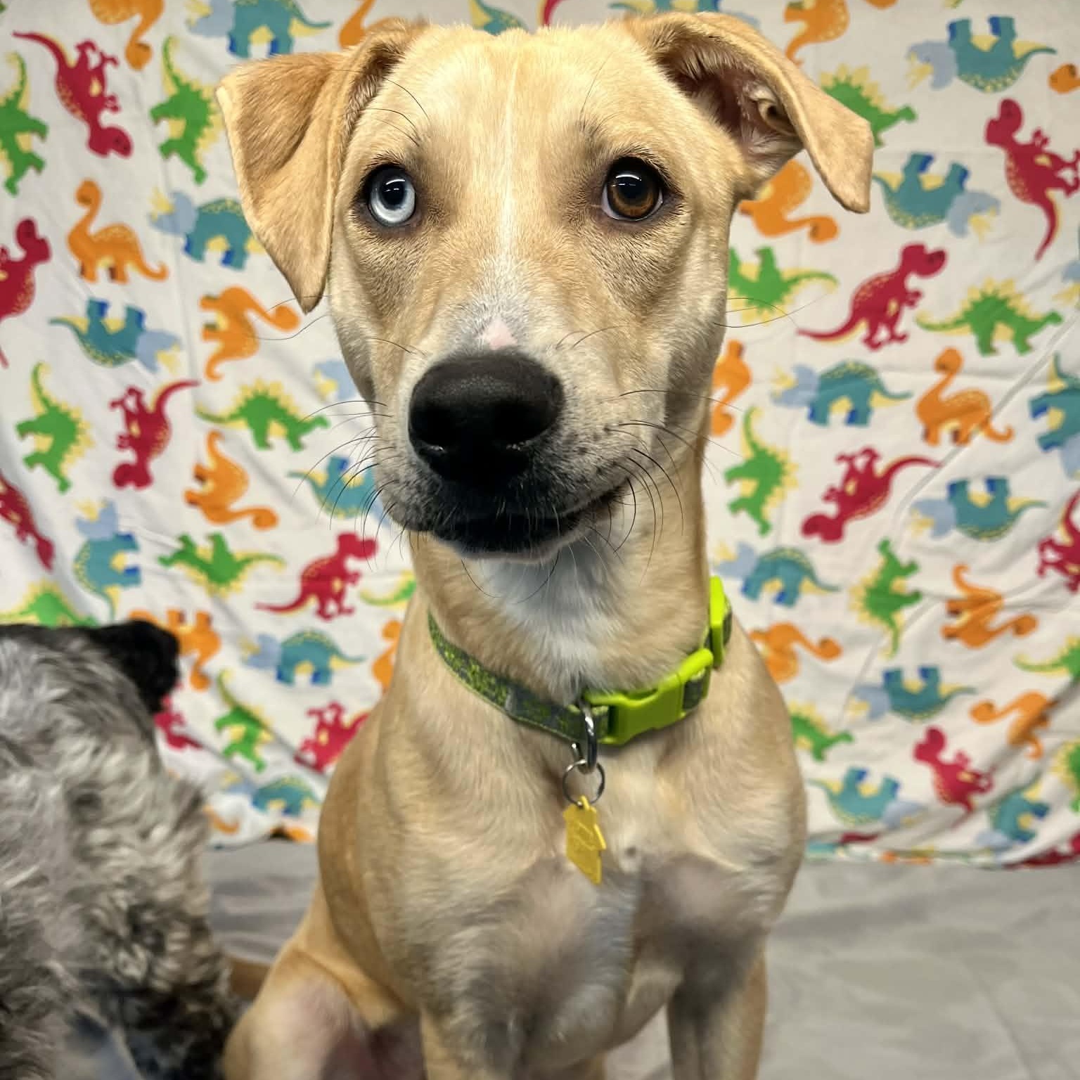 Luna, Adoptable, Young Female Australian Cattle Dog / Blue Heeler & Pit Bull Terrier.