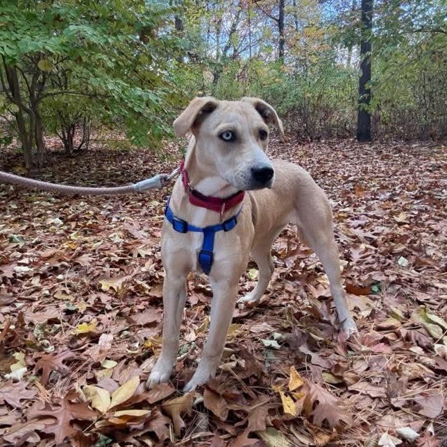 Enlarge Luna, a Adoptable mixed breed in Kentwood, MI image 3/6