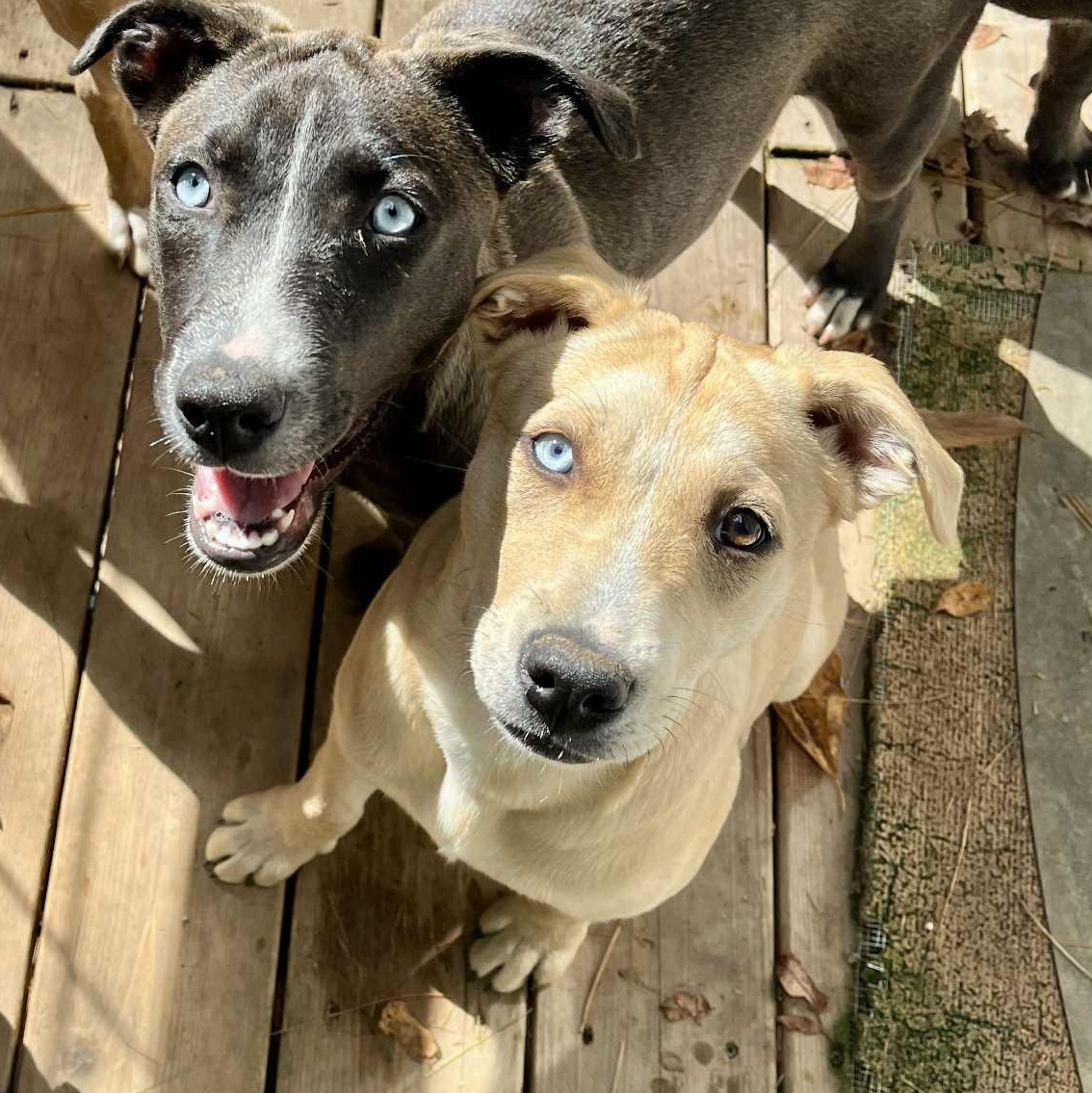 Enlarge Luna, a Adoptable mixed breed in Kentwood, MI image 6/6