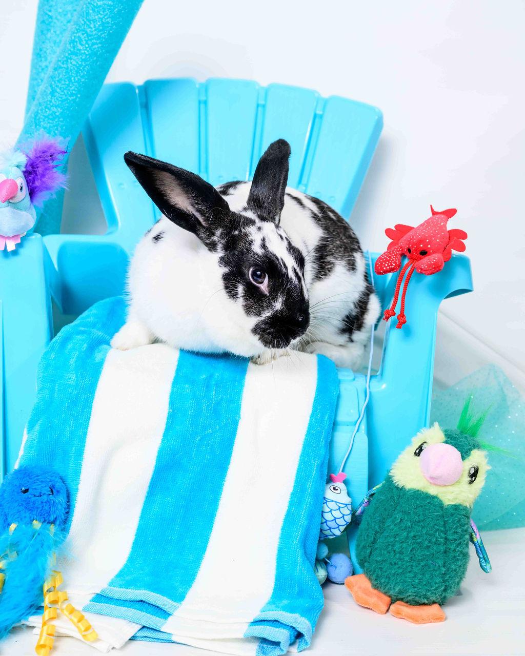 Enlarge Josie, a Adoptable English Spot in Jefferson, LA image 2/5