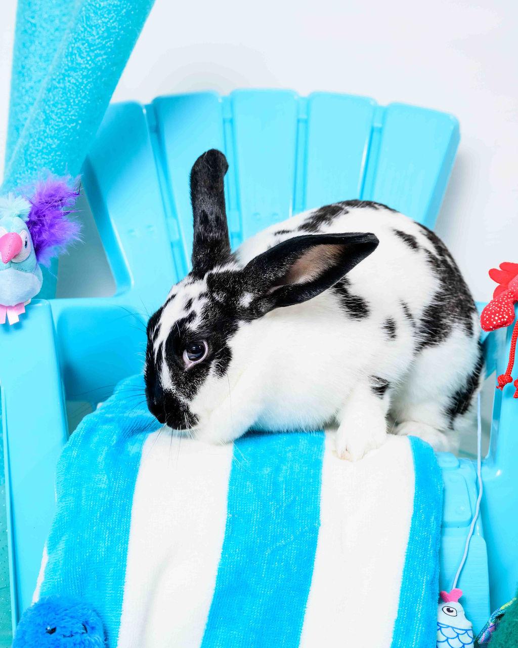 Enlarge Josie, a Adoptable English Spot in Jefferson, LA image 3/5