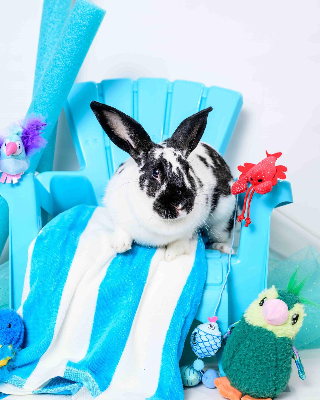 Enlarge Josie, a Adoptable English Spot in Jefferson, LA image 4/5