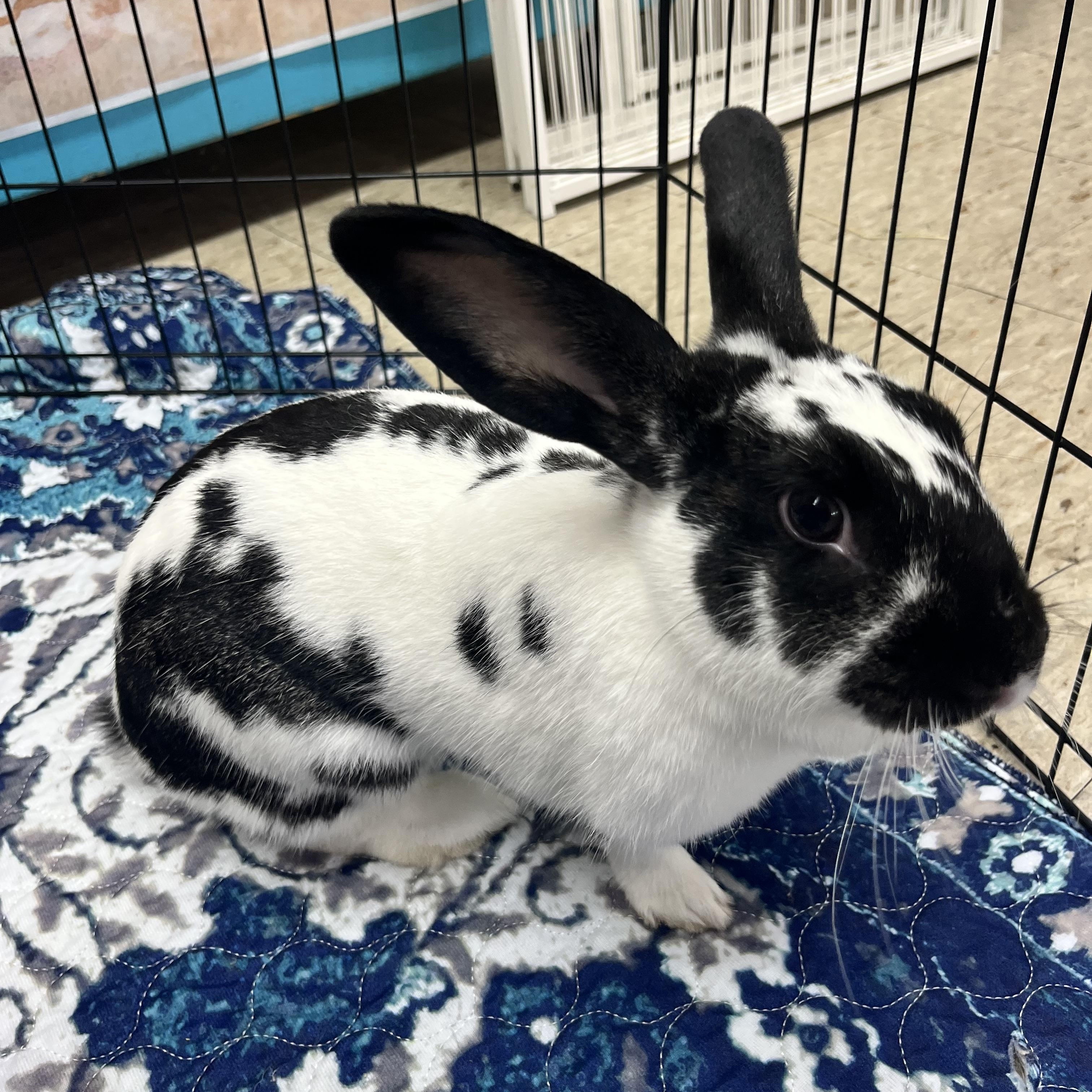 Enlarge Josie, a Adoptable English Spot in Jefferson, LA image 5/5