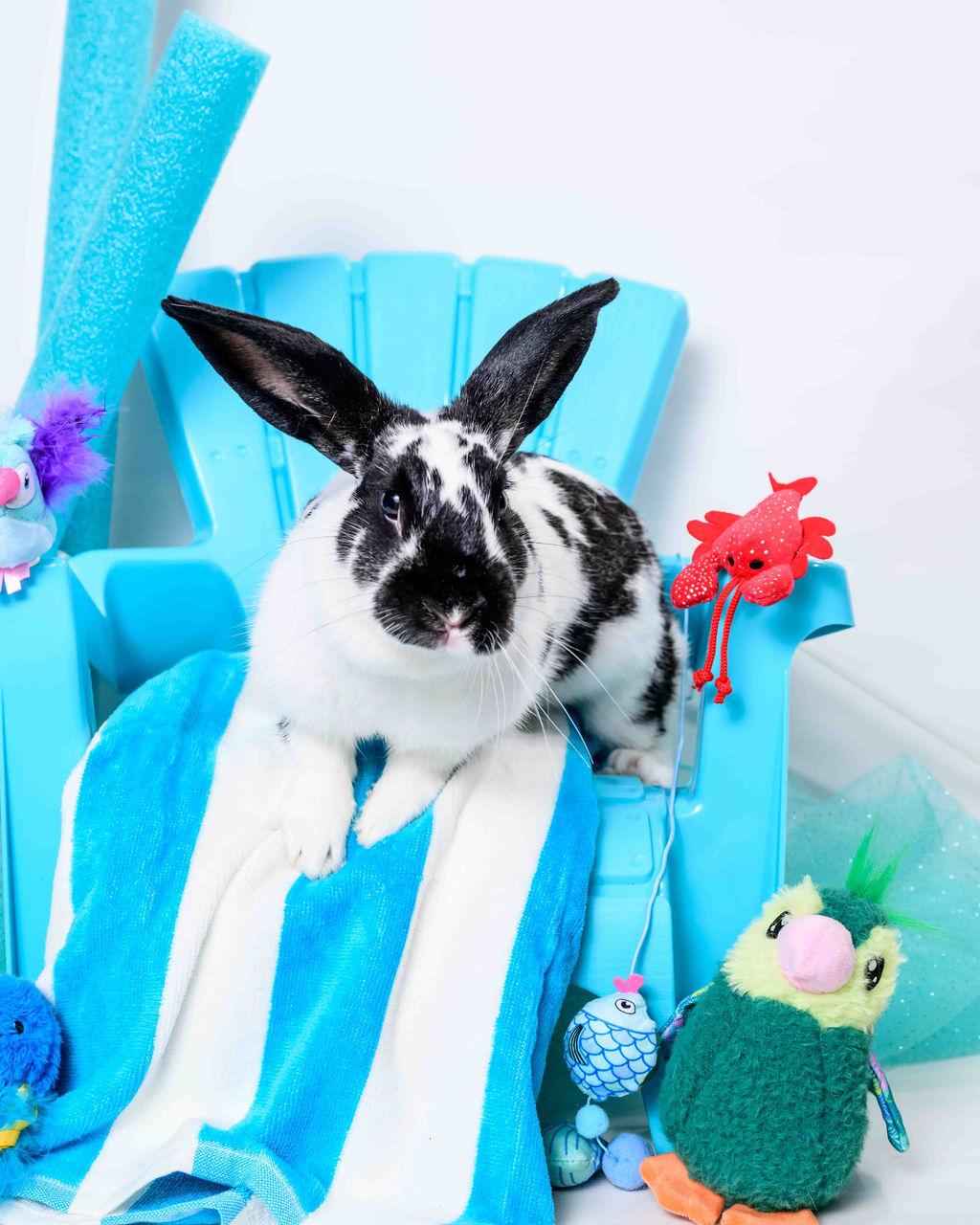 Enlarge Josie, a Adoptable English Spot in Jefferson, LA image 1/5