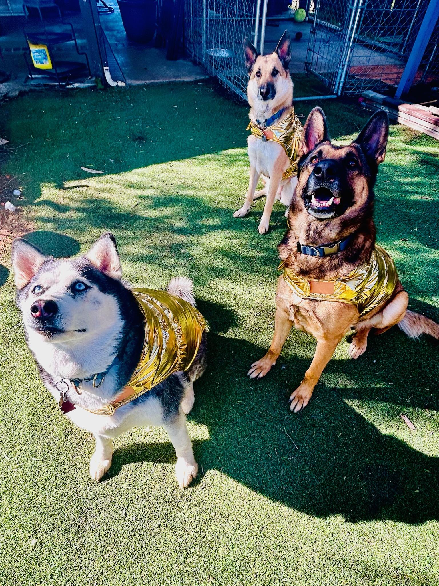 Bear, a Adoptable German Shepherd Dog in Marina del Rey , CA image 3/6